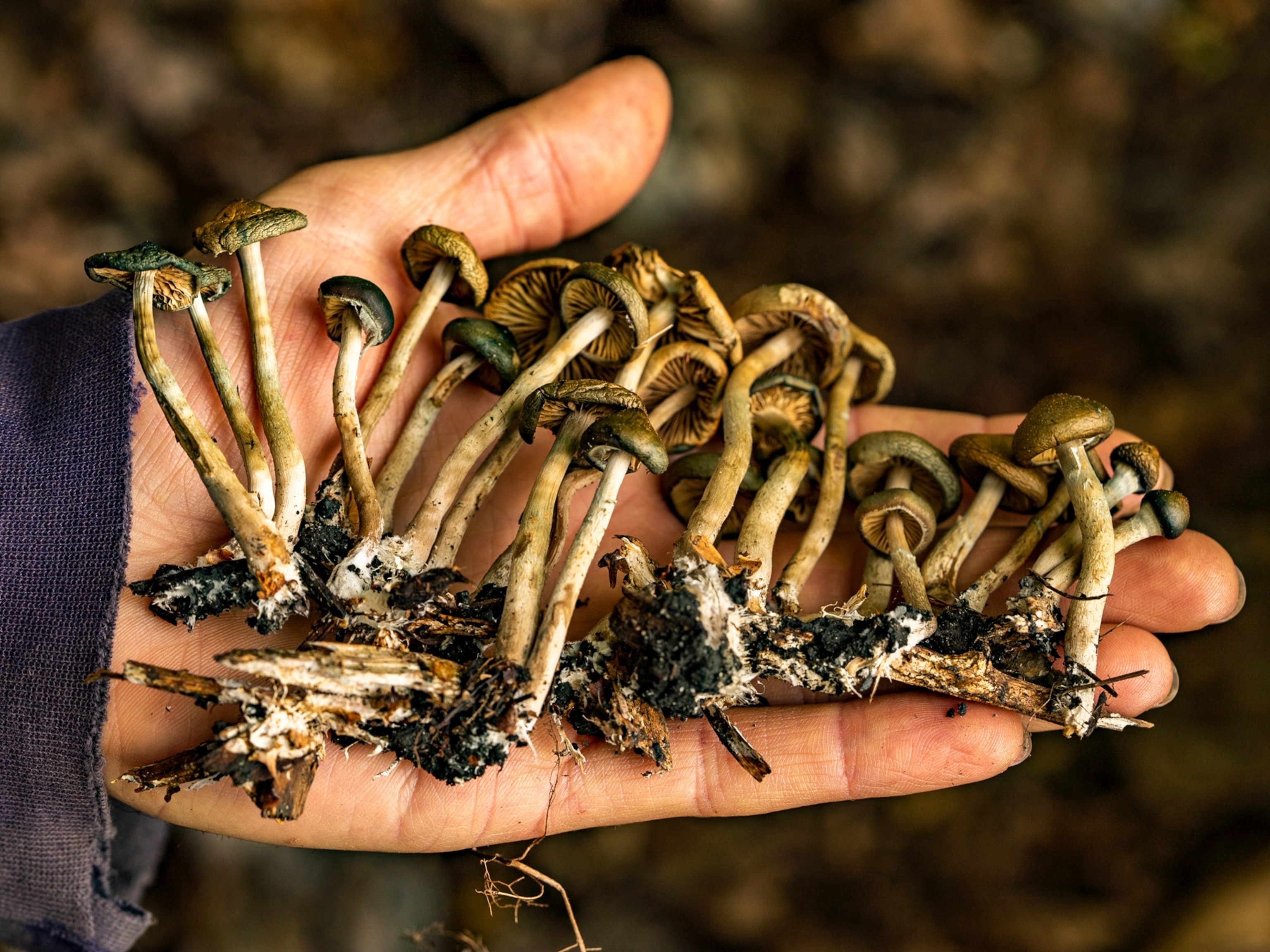 What is A+ Magic Mushrooms?