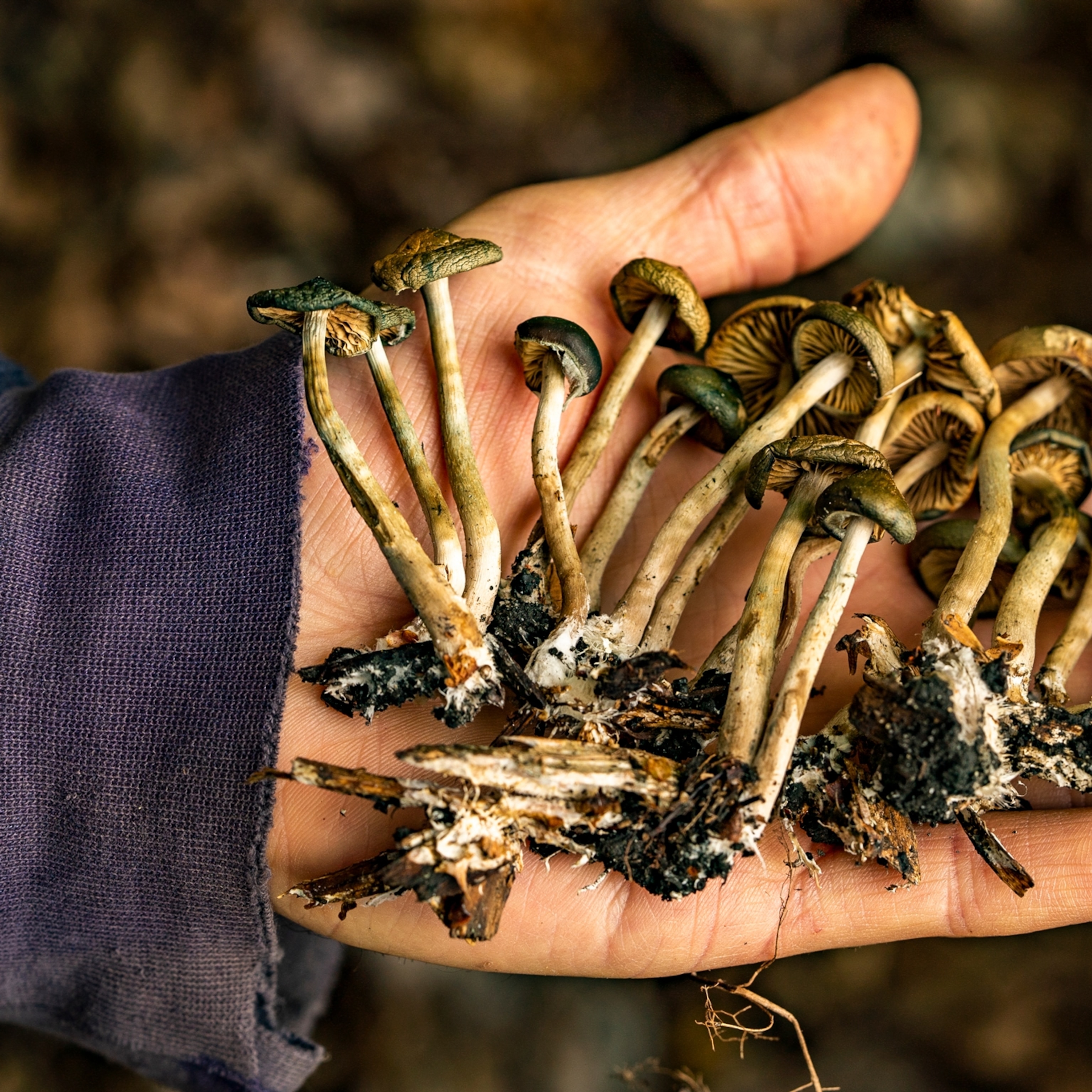 Benefits Of Using Dried Magic Mushrooms - newebmasters