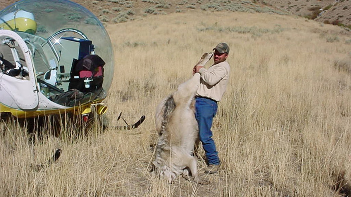 This Government Program's Job Is to Kill Wildlife | National Geographic