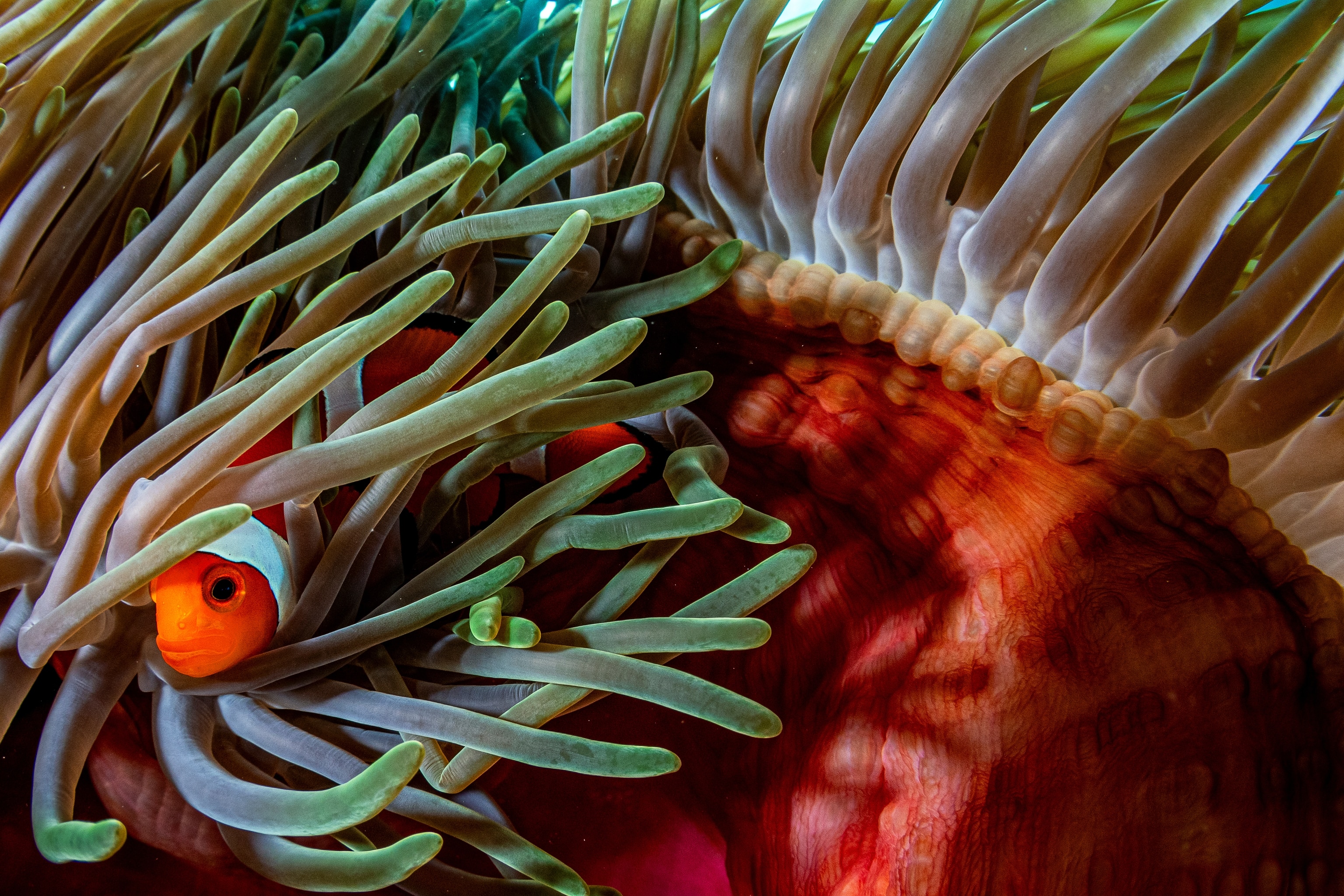 A clown anemonefish (Amphiprion ocellaris) burrows within a bed of magnificent sea anemone (Heteractis magnifica) off of Siladen Island in North Sulawesi, Indonesia. There are about 30 known species of clownfish, and they are mostly found in the shallow waters of the Indian Ocean, the Red Sea, and the western Pacific. Each fish claims a relationship with a specific sea anemone, helping clean and defend them, while the anemone protect the fish from predators using their tentacles.