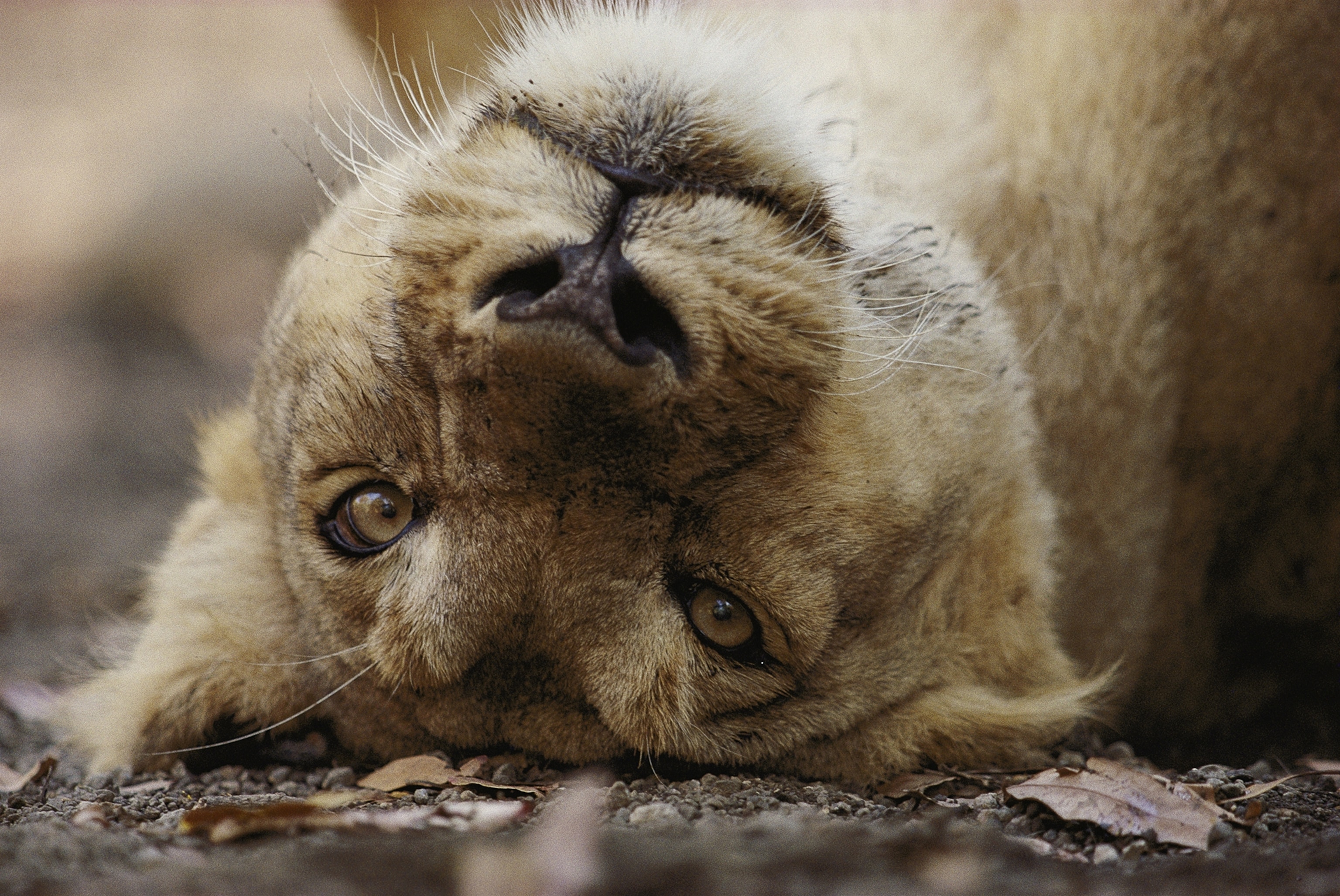 Female Asian lion, Panthera leo persica, playfully rolls on her back in her safe habitat of Gir Forest, Gujarat State, India.