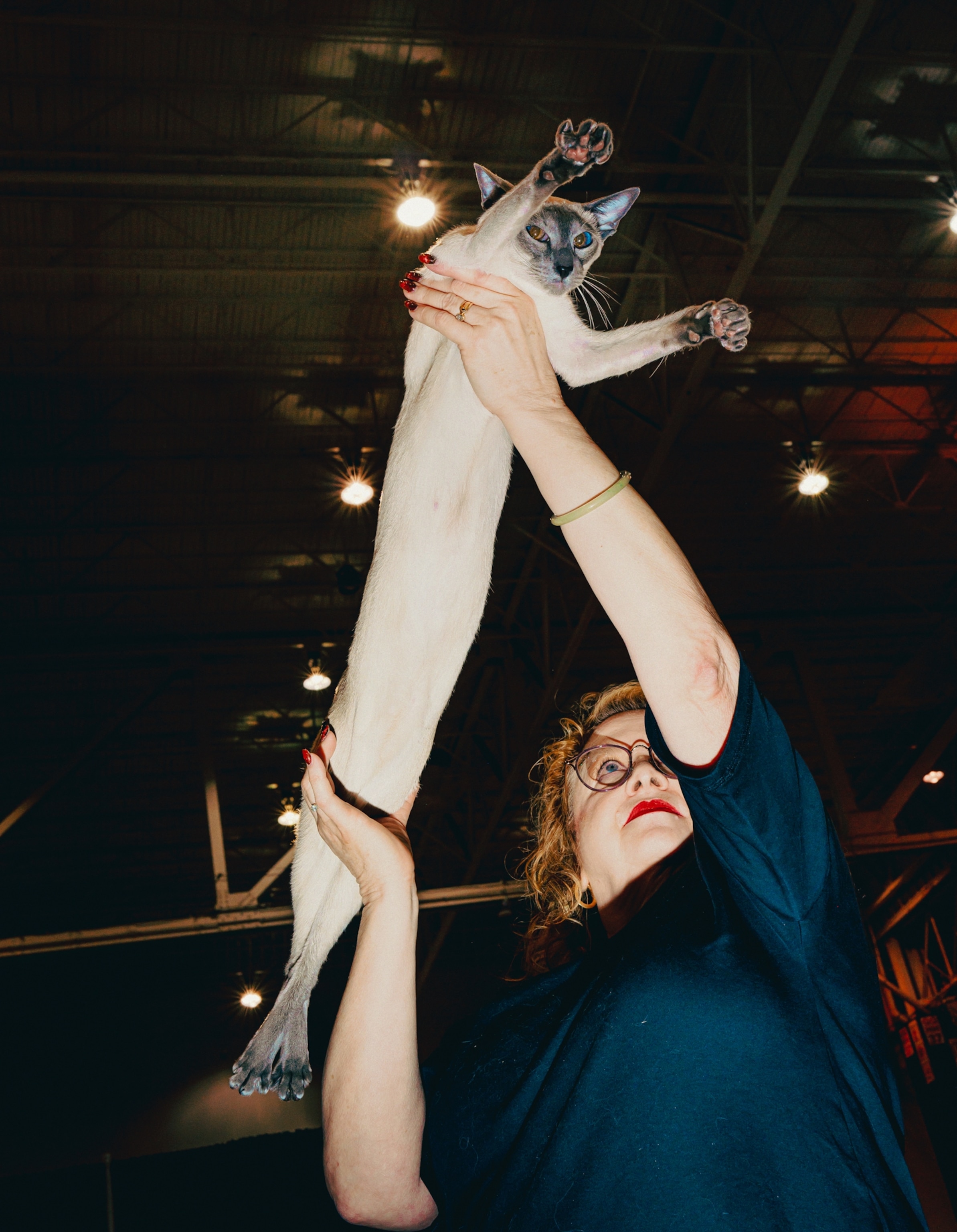 A woman holding up a a Colorpoint Shorthair cat, stretched out to show its full body length