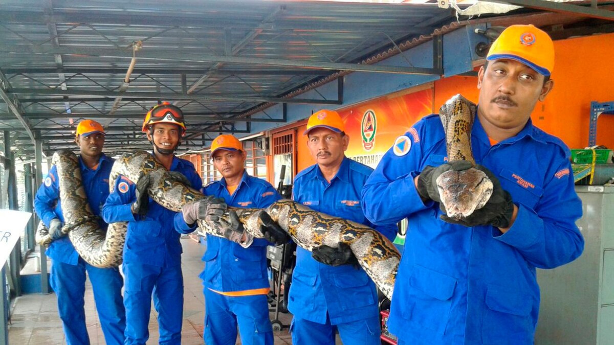 A Colossal Snake Dies Under Mysterious Circumstances | National Geographic