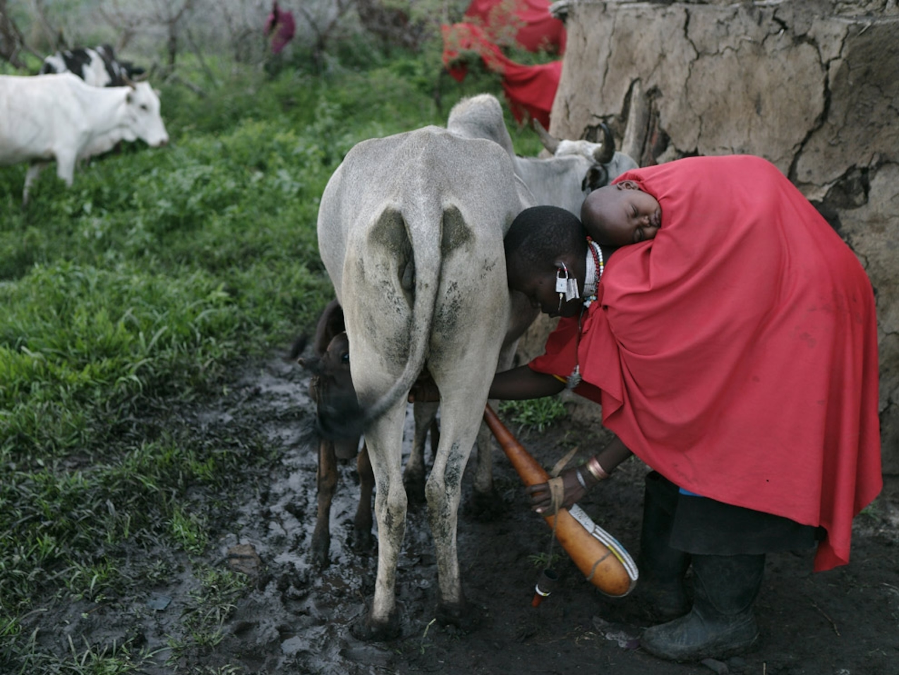 A Masaai woman milking a cow