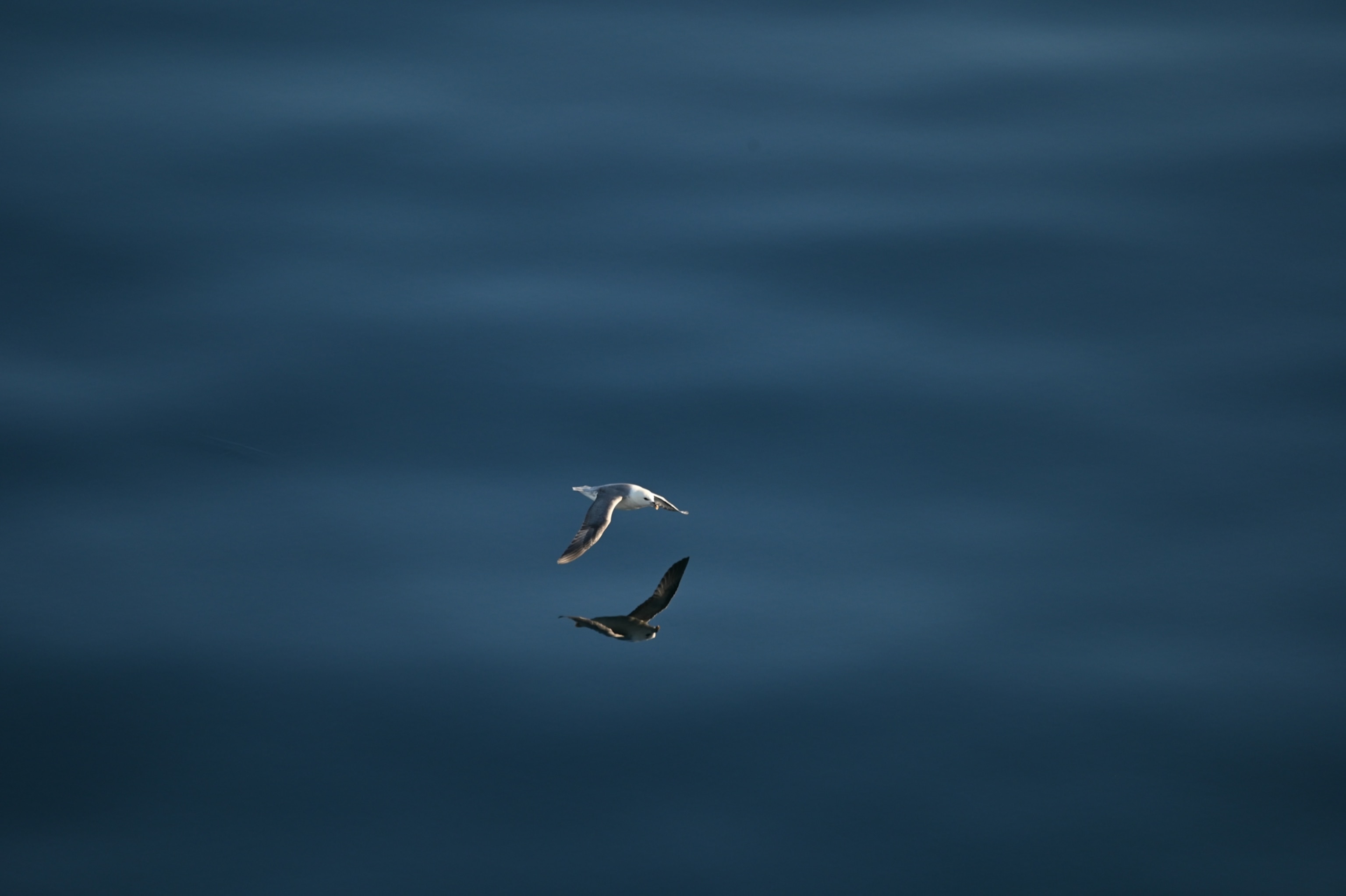 A small white and grey seabird flies low over calm, deep blue water, casting a clear, dark reflection of its wings and body on the surface below.