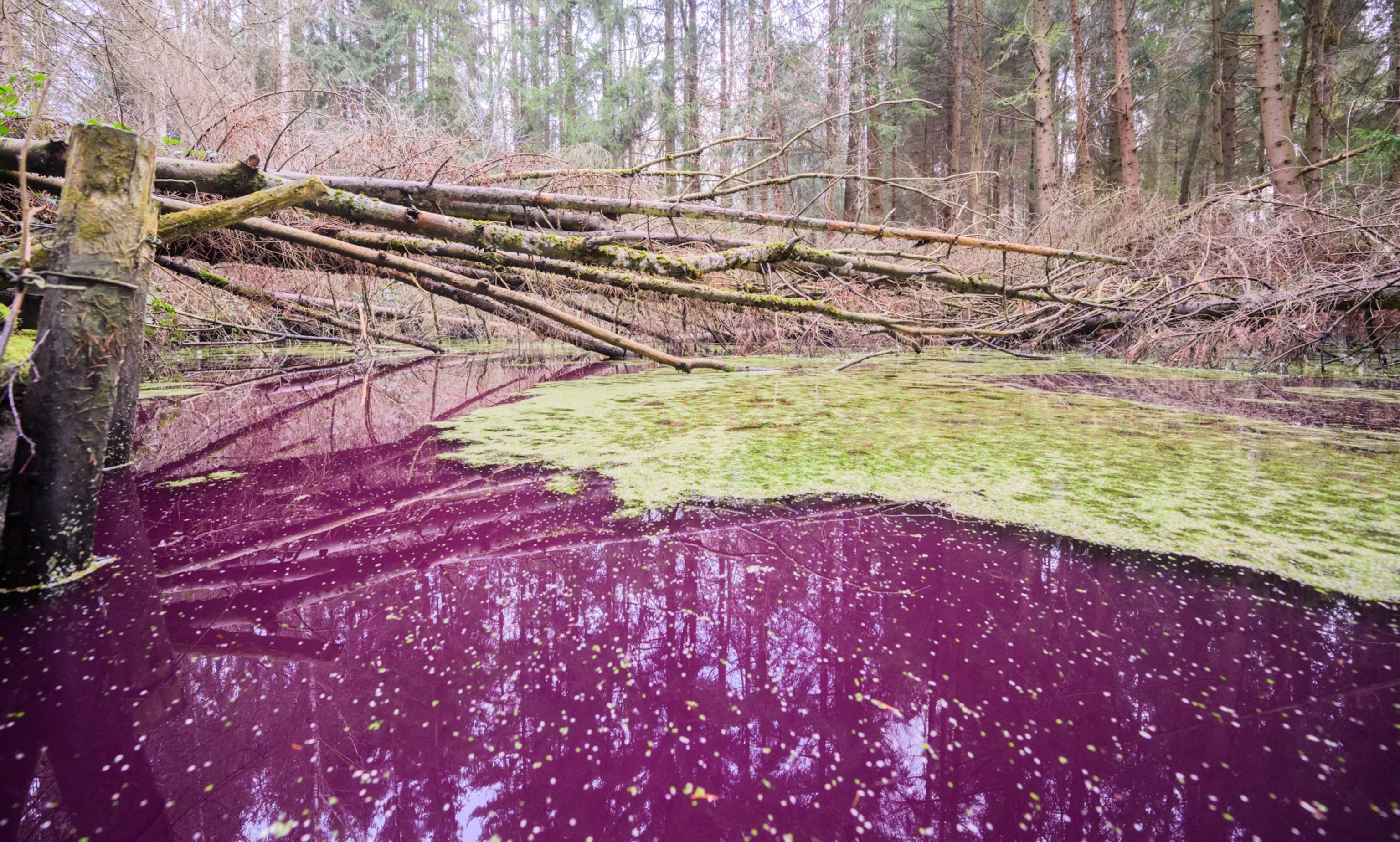 A pond of purple water.