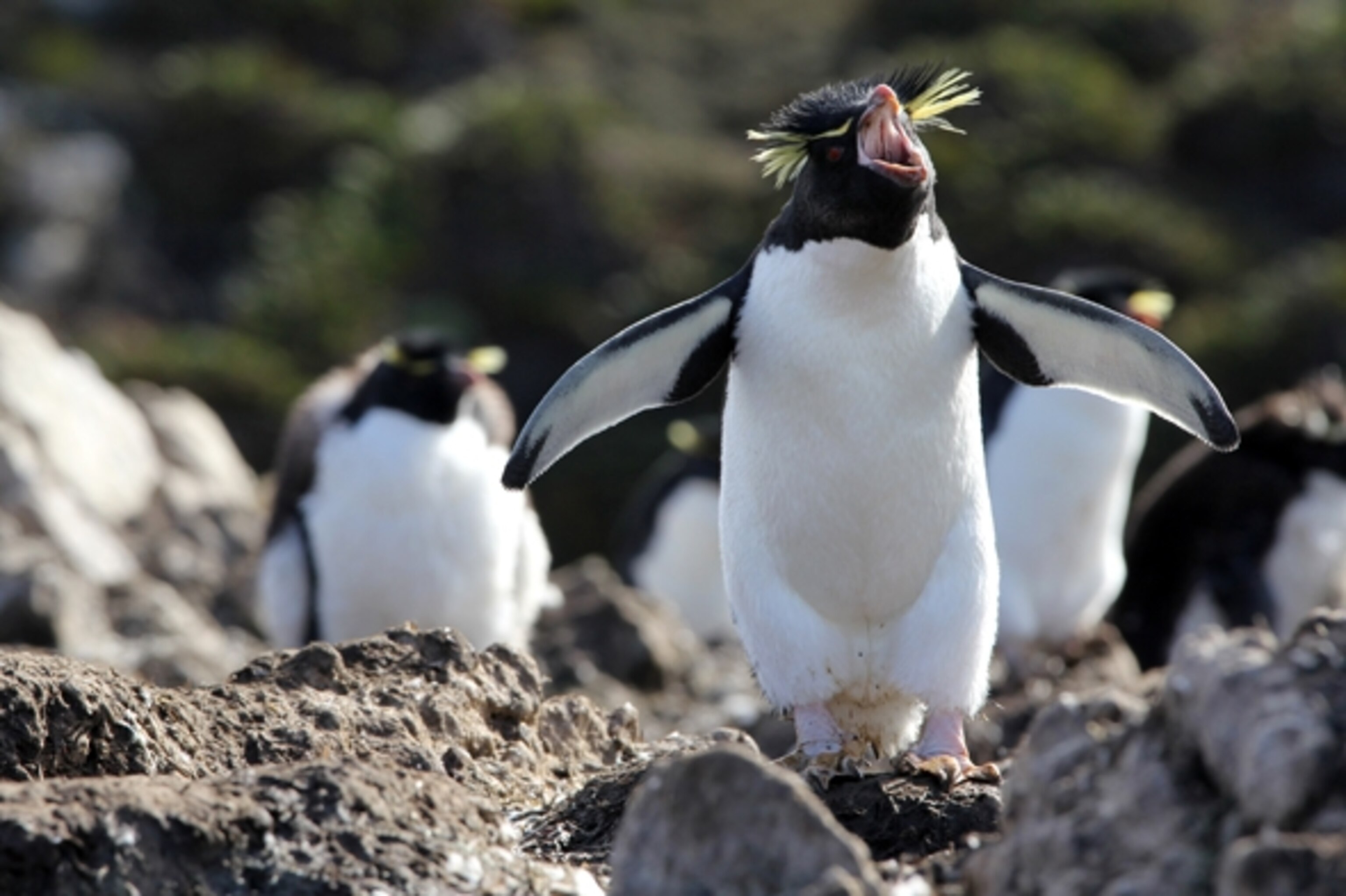 Five different species of penguins are known to breed in the Falkland Islands. (Photograph by Jamie Gallant)