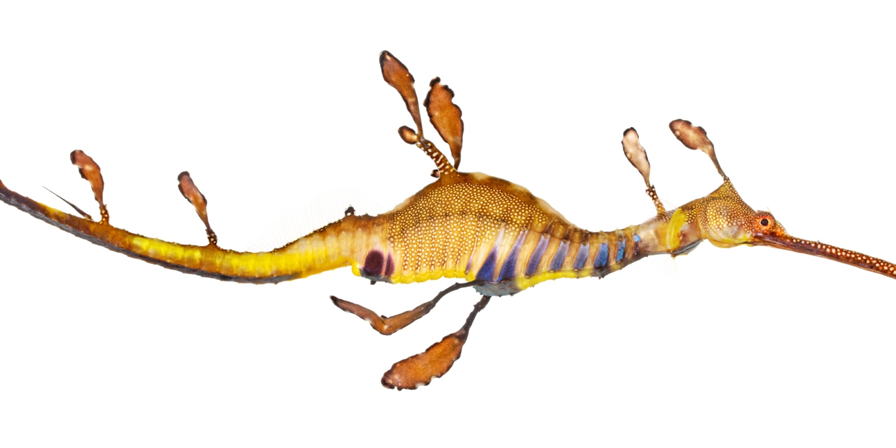The weird, wondrous world of seahorses (13) The weird, wondrous world of seahorses (13)