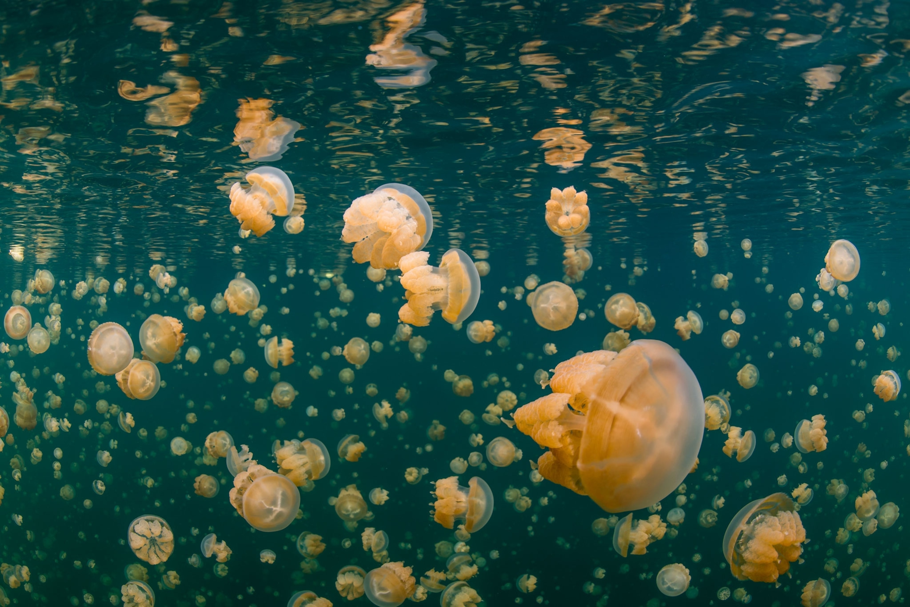 In a saltwater lake known as Jellyfish Lake, millions of golden jellyfish spend their days following the sun’s movement across the sky.