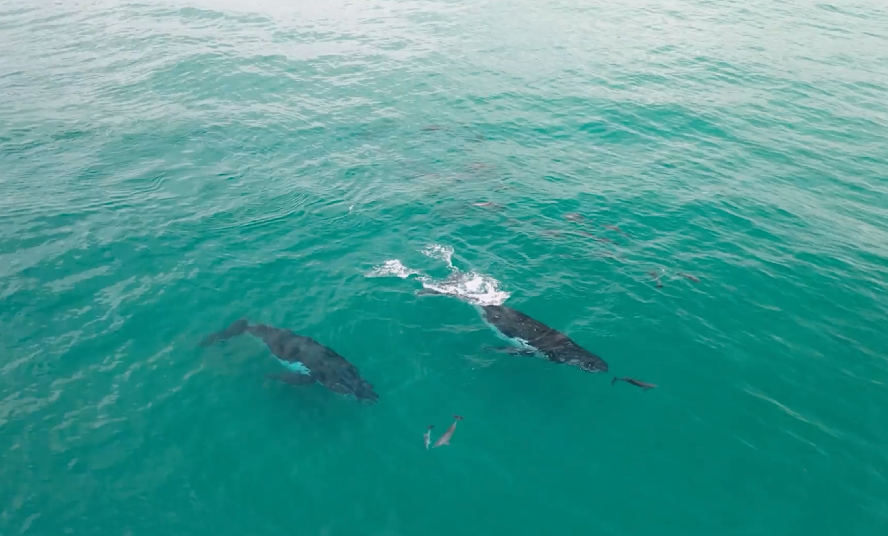 Whale and Dolphin Interaction