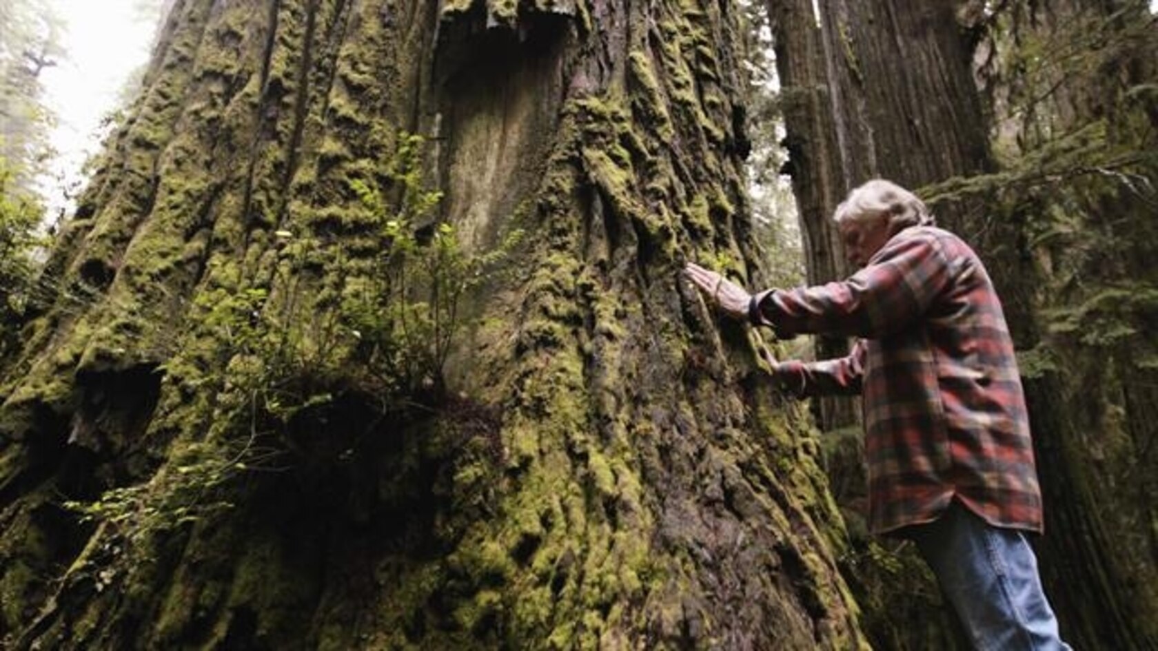 One Mans Mission to Revive the Last Redwood Forests