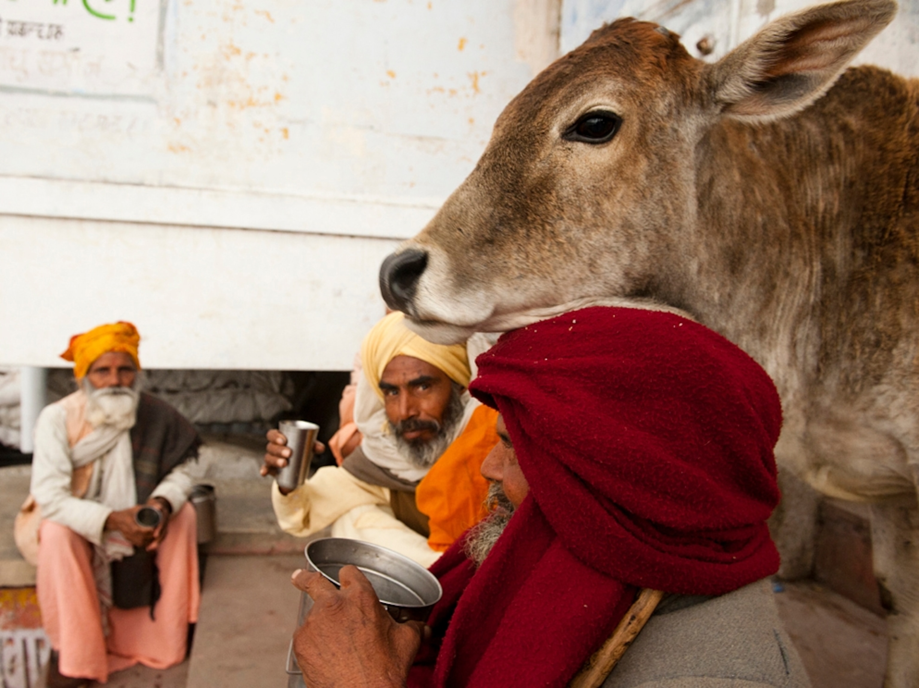 Cow shares tea with Indian men