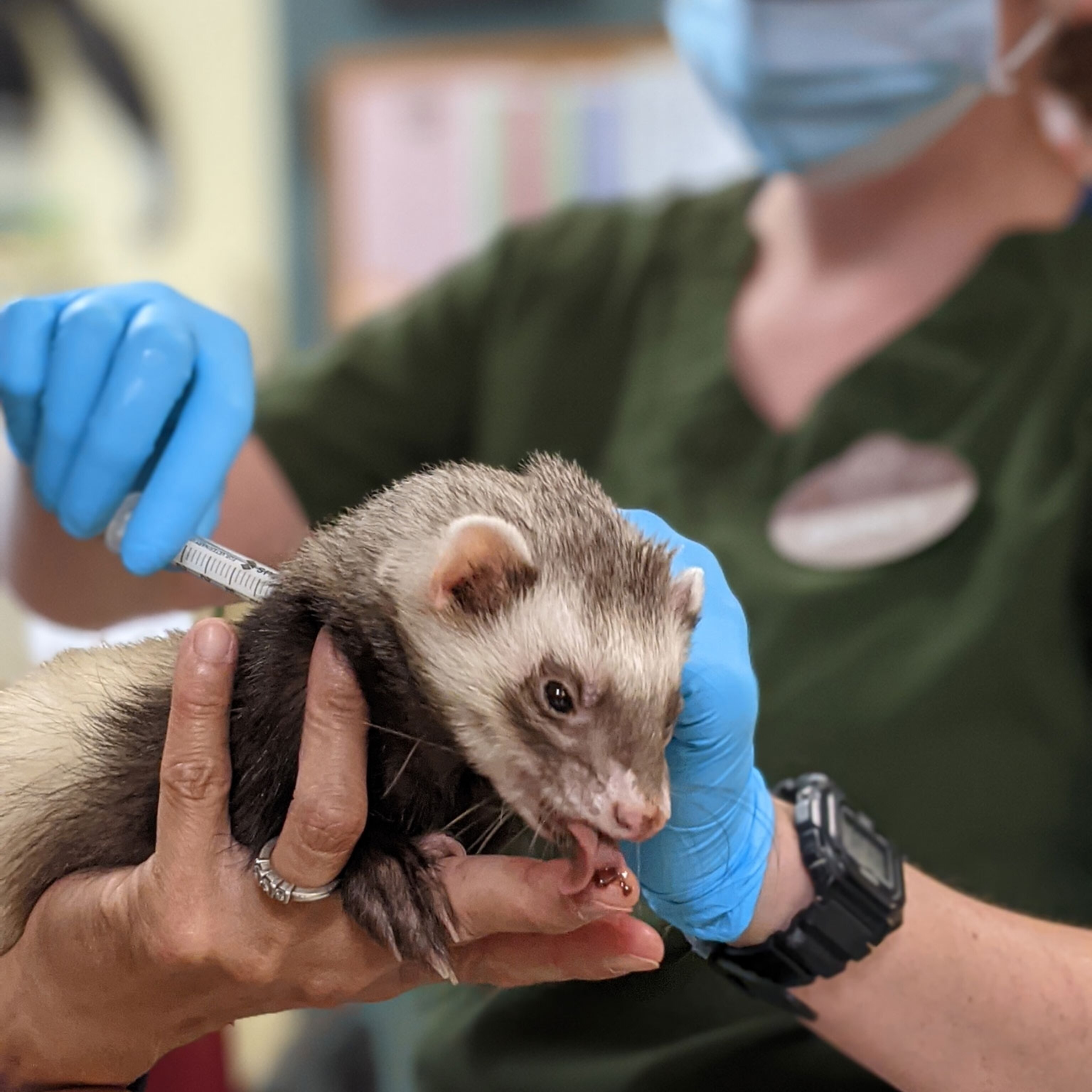 Bears, baboons, tigers are getting COVID vaccines at zoos across the . Bears, baboons, tigers are getting COVID vaccines at zoos across the .