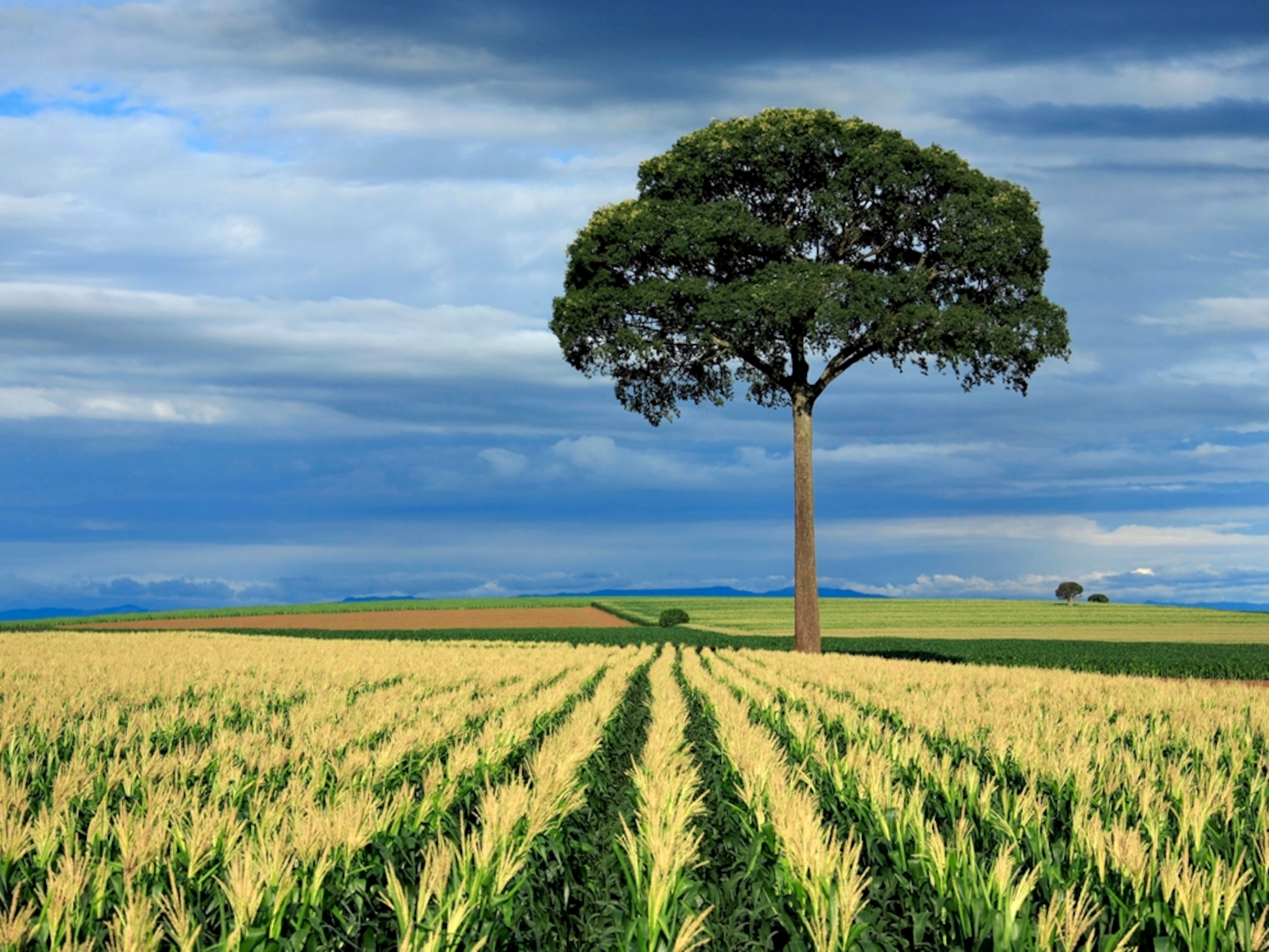Tree in a cornfield