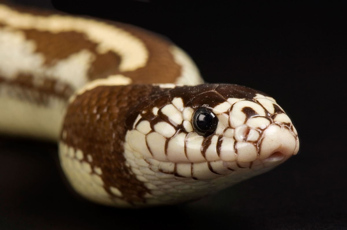 Here's the Secret to How Snakes Slither