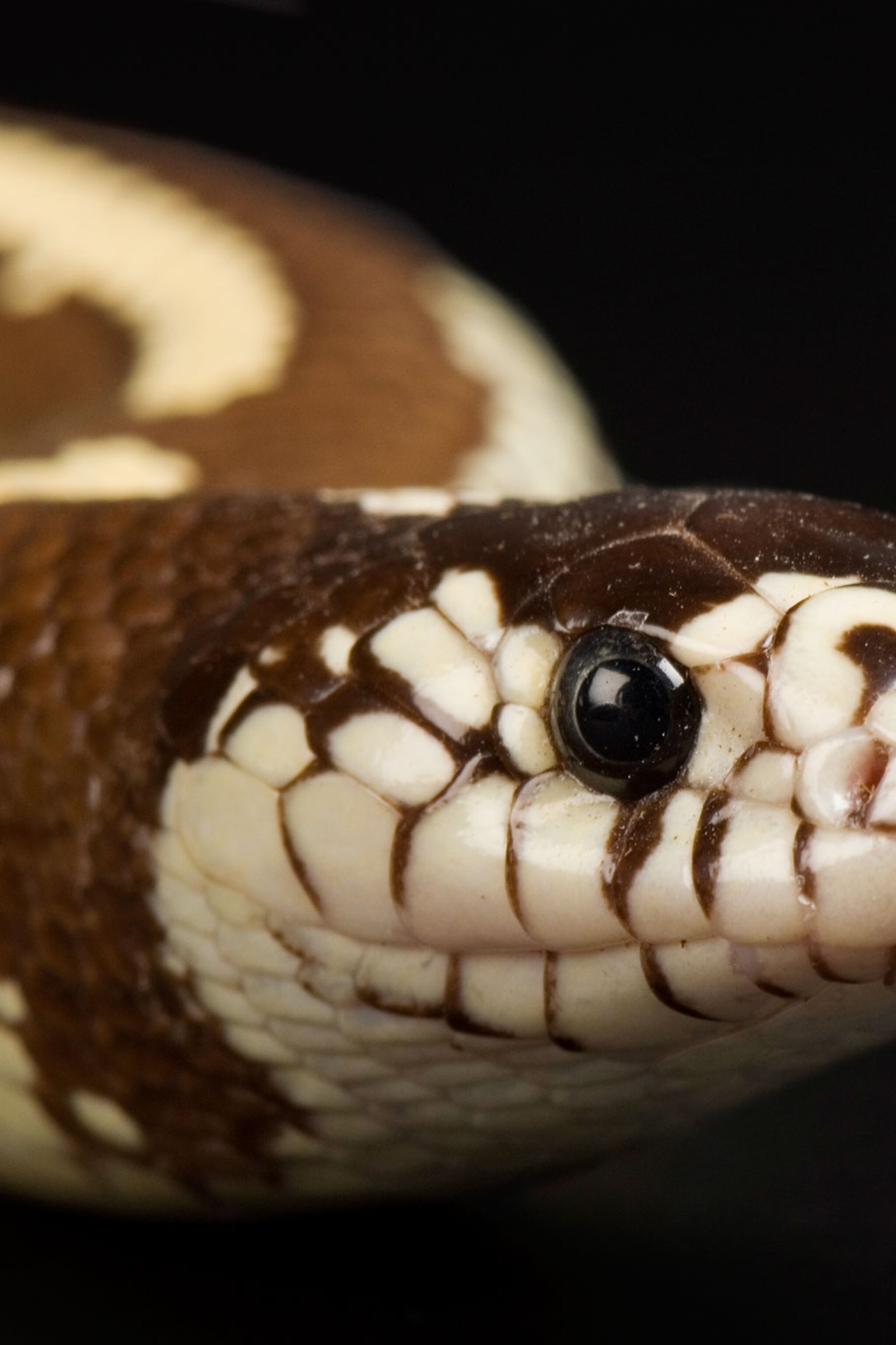 Here's the Secret to How Snakes Slither Here's the Secret to How Snakes Slither