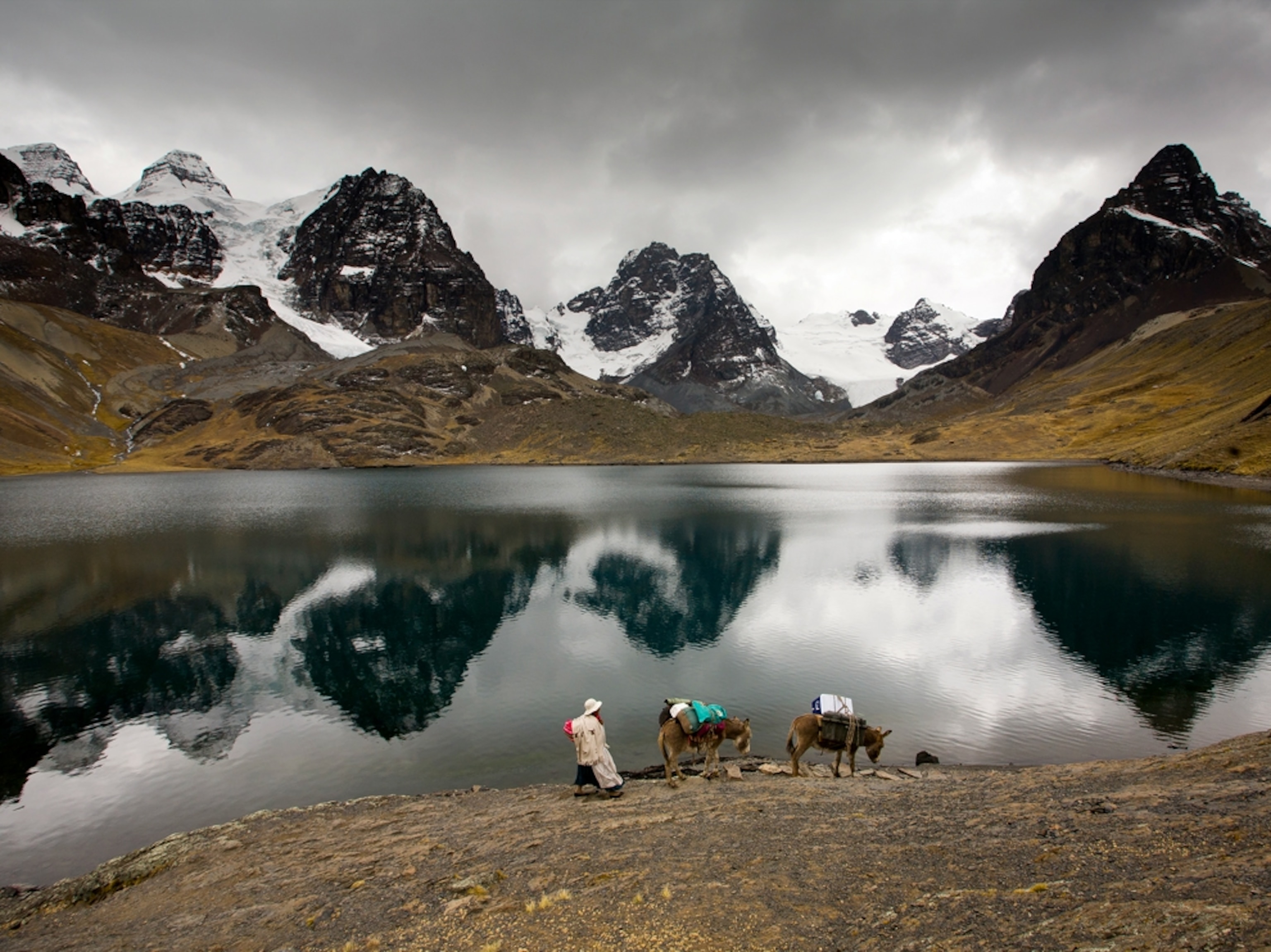a woman trekking with donkeys in the Cordillera Real section of the Andes