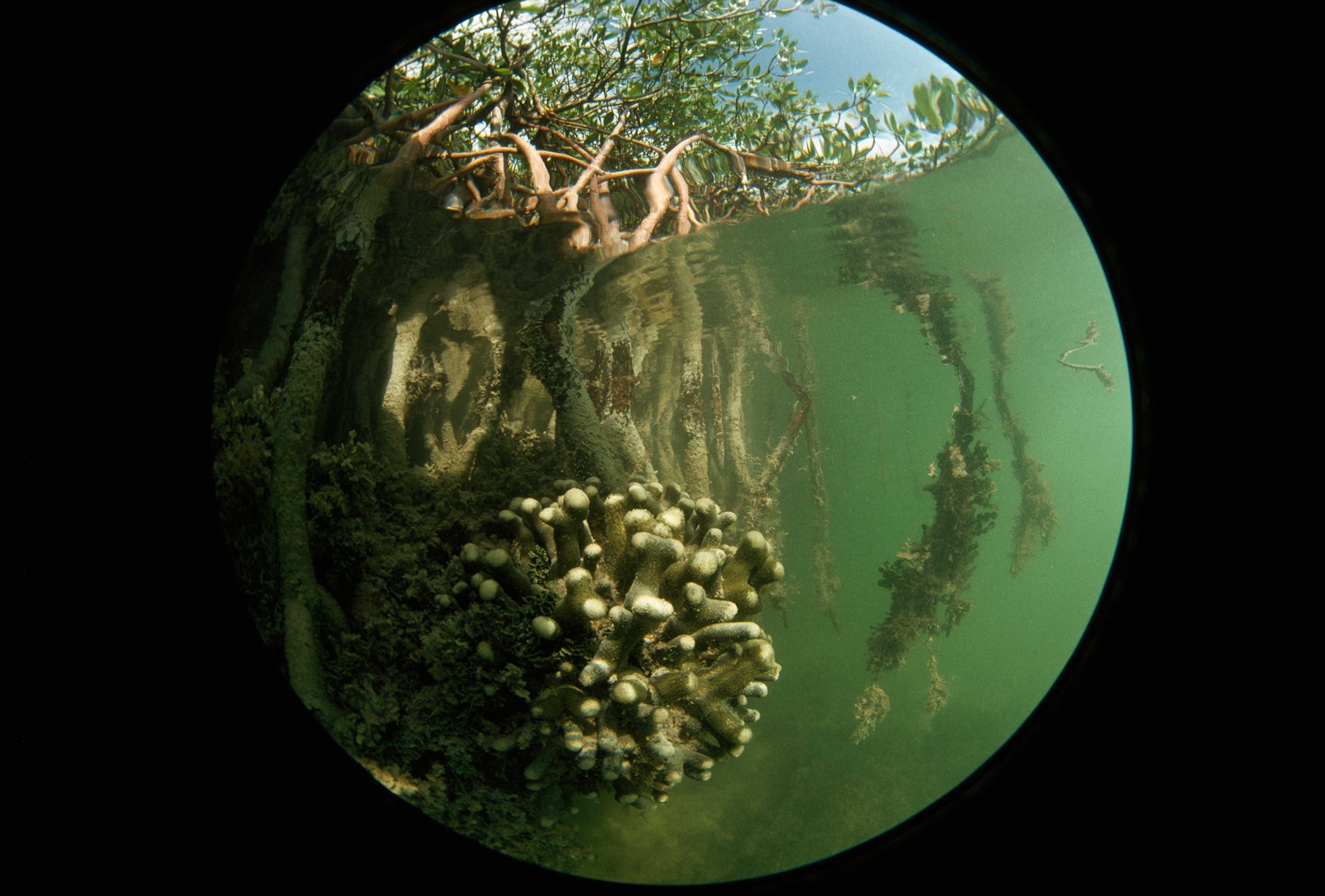 Getting their nutrients from water, these trees can root on convenient intertidal surfaces— oyster beds, sandbars, even coral reefs. Conversely, a cluster of coral has attached itself to a root.