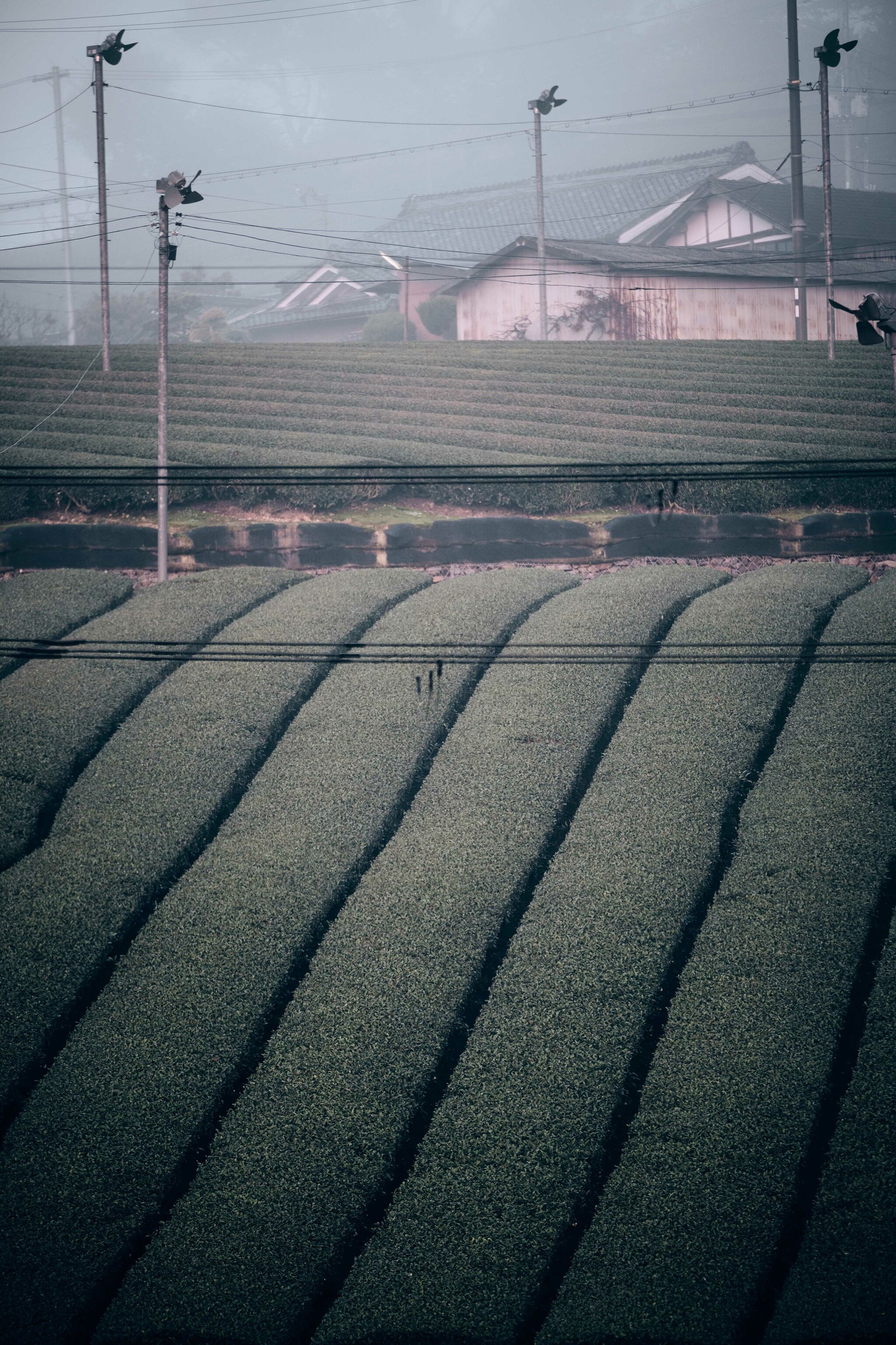 Tea fields.