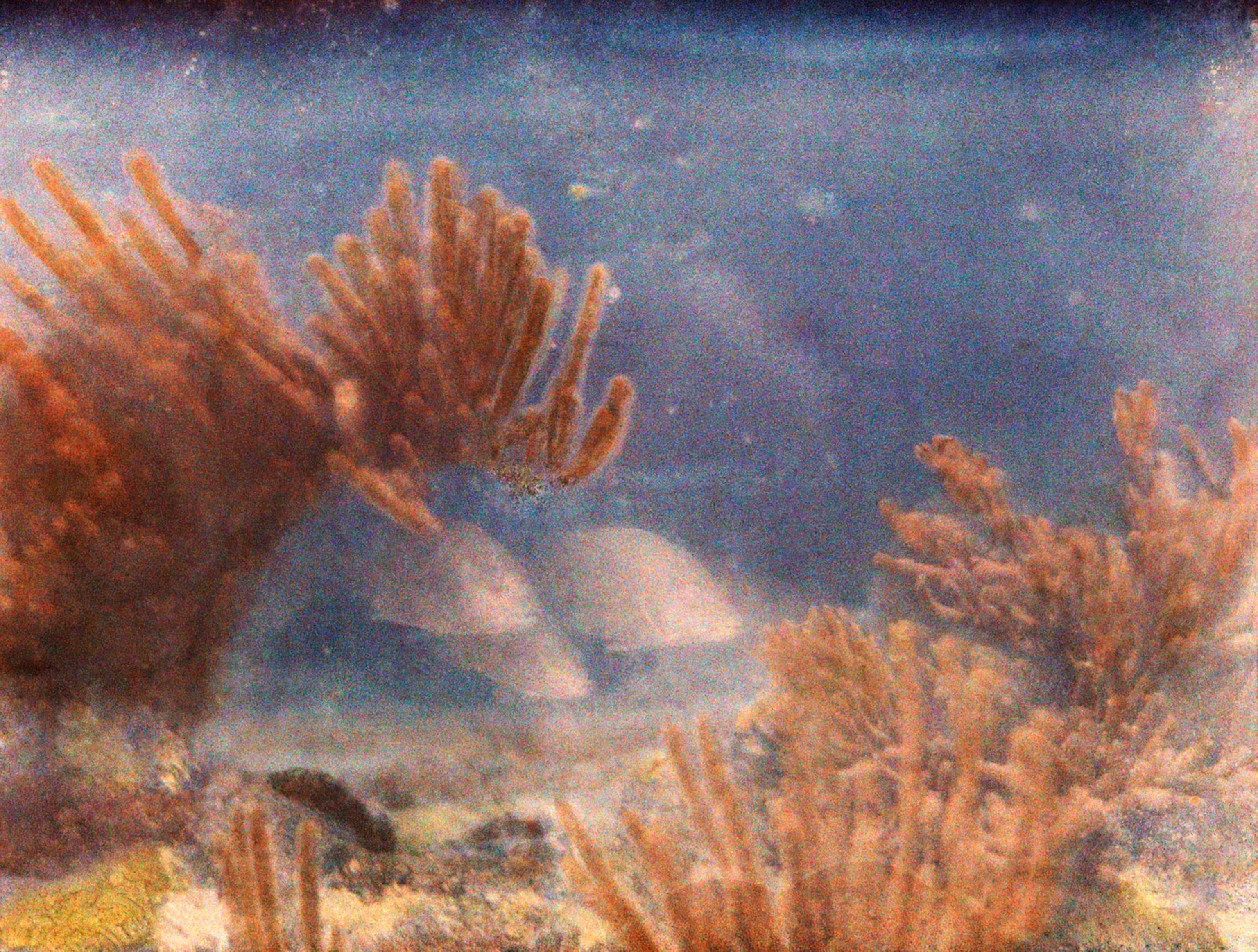 Gray snappers swim among gorgonians.