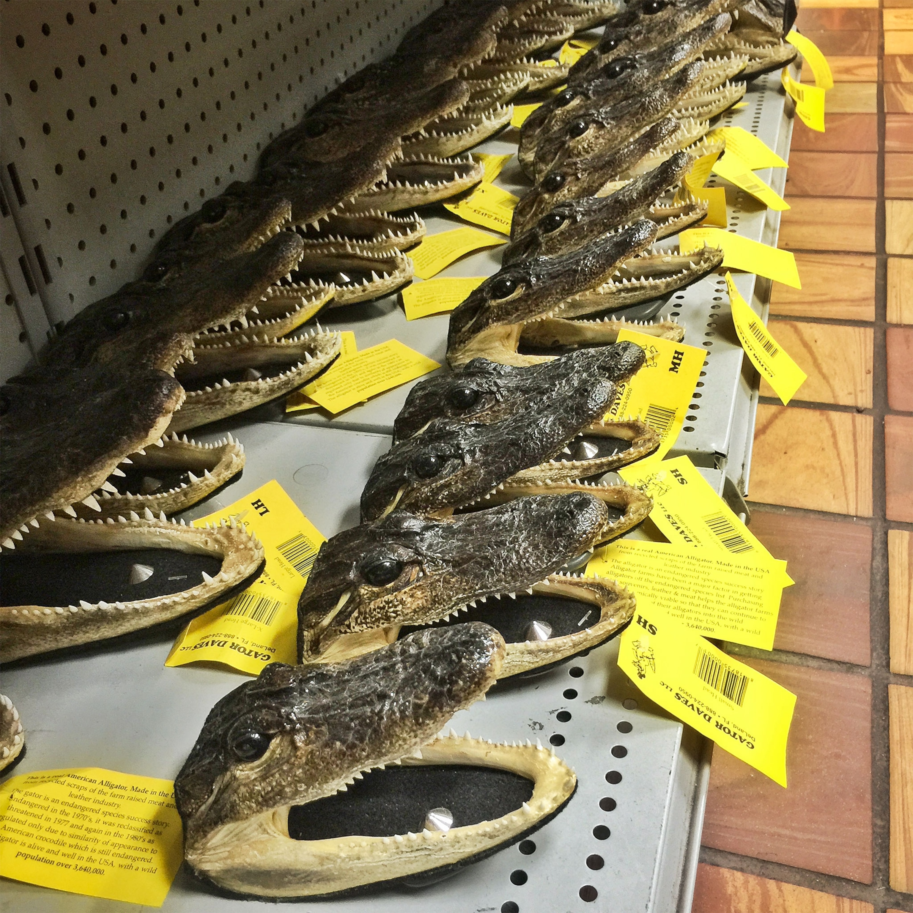 lacquered alligator heads