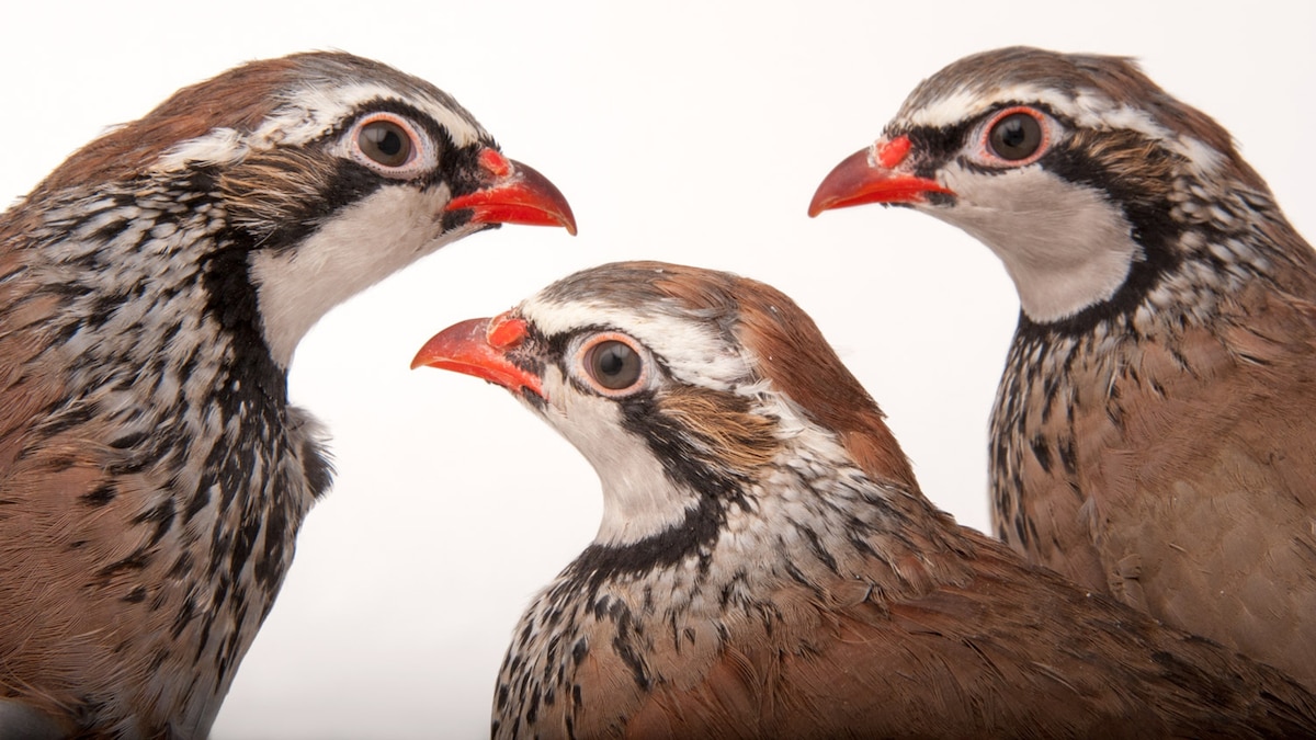 Partridges, facts and photos