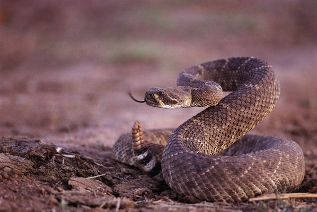 NationalGeographic_398793.jpg?w=636&h=42