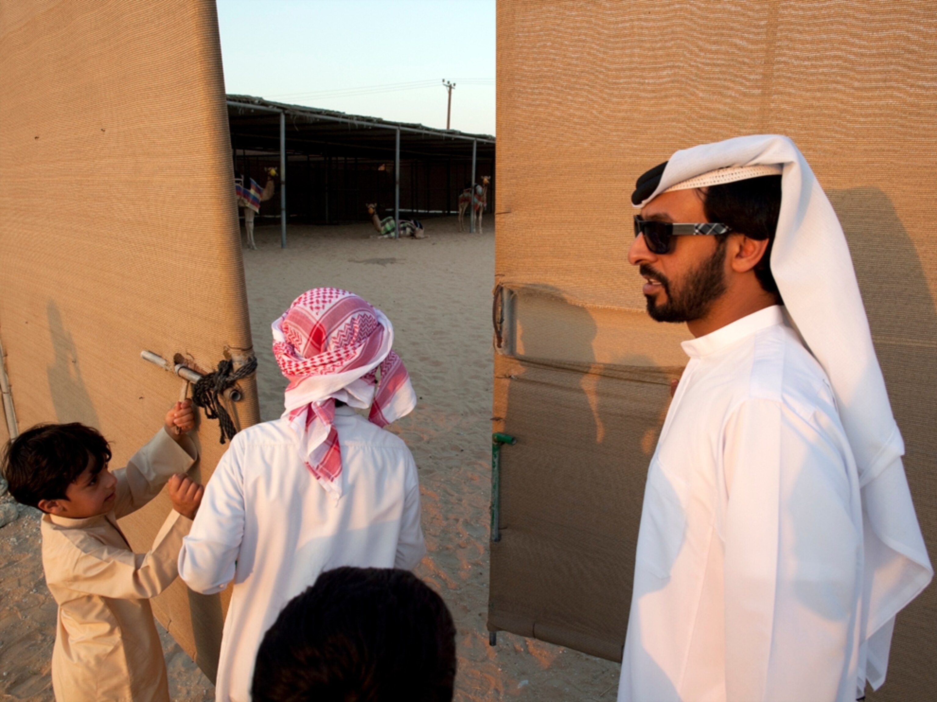 Camel in camel pen (photo)