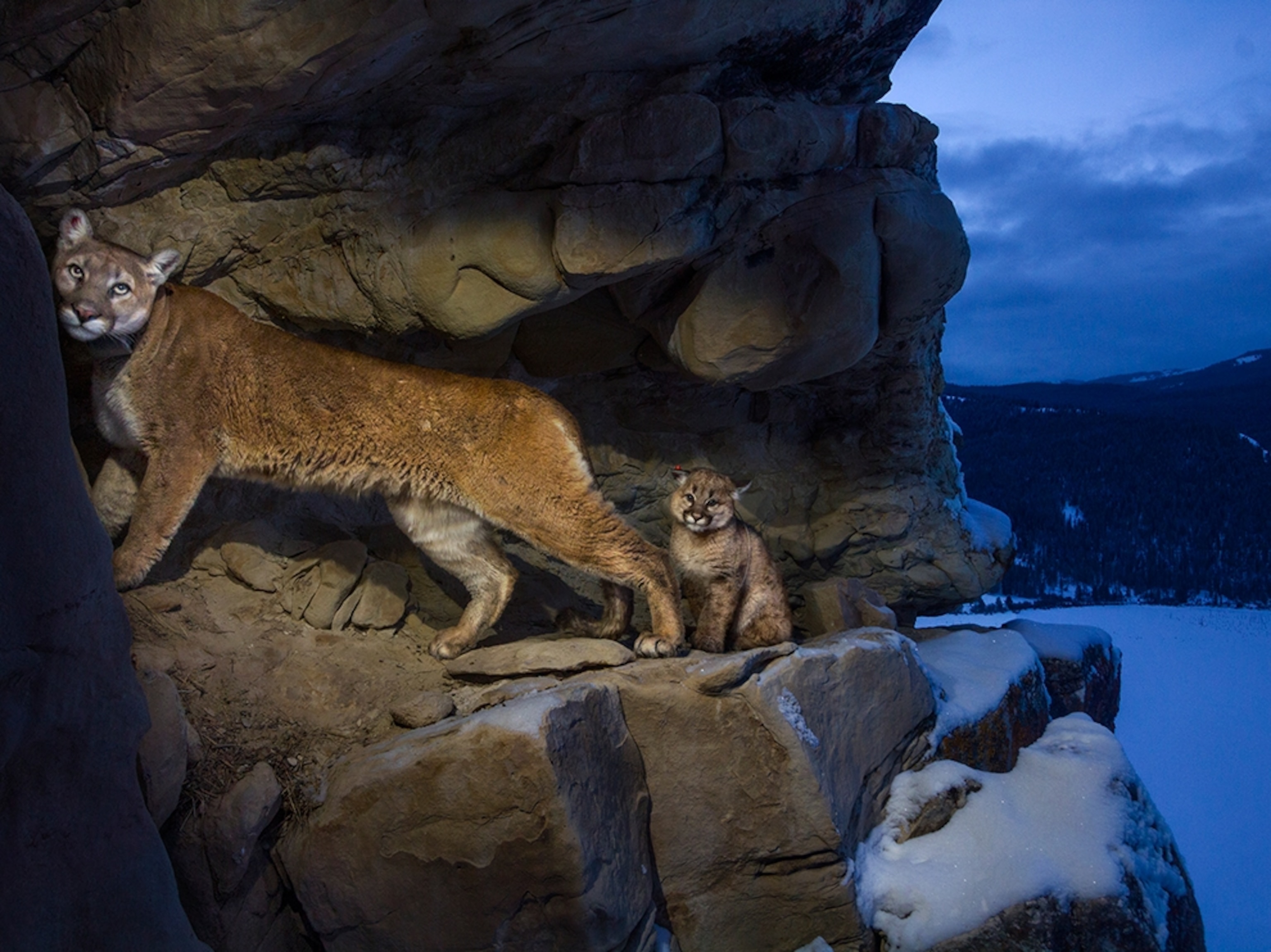 a female cougar and kitten in Grand Teton National Park