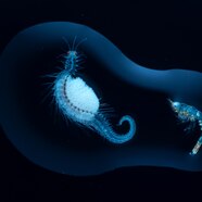 Microscopic Sea Animals