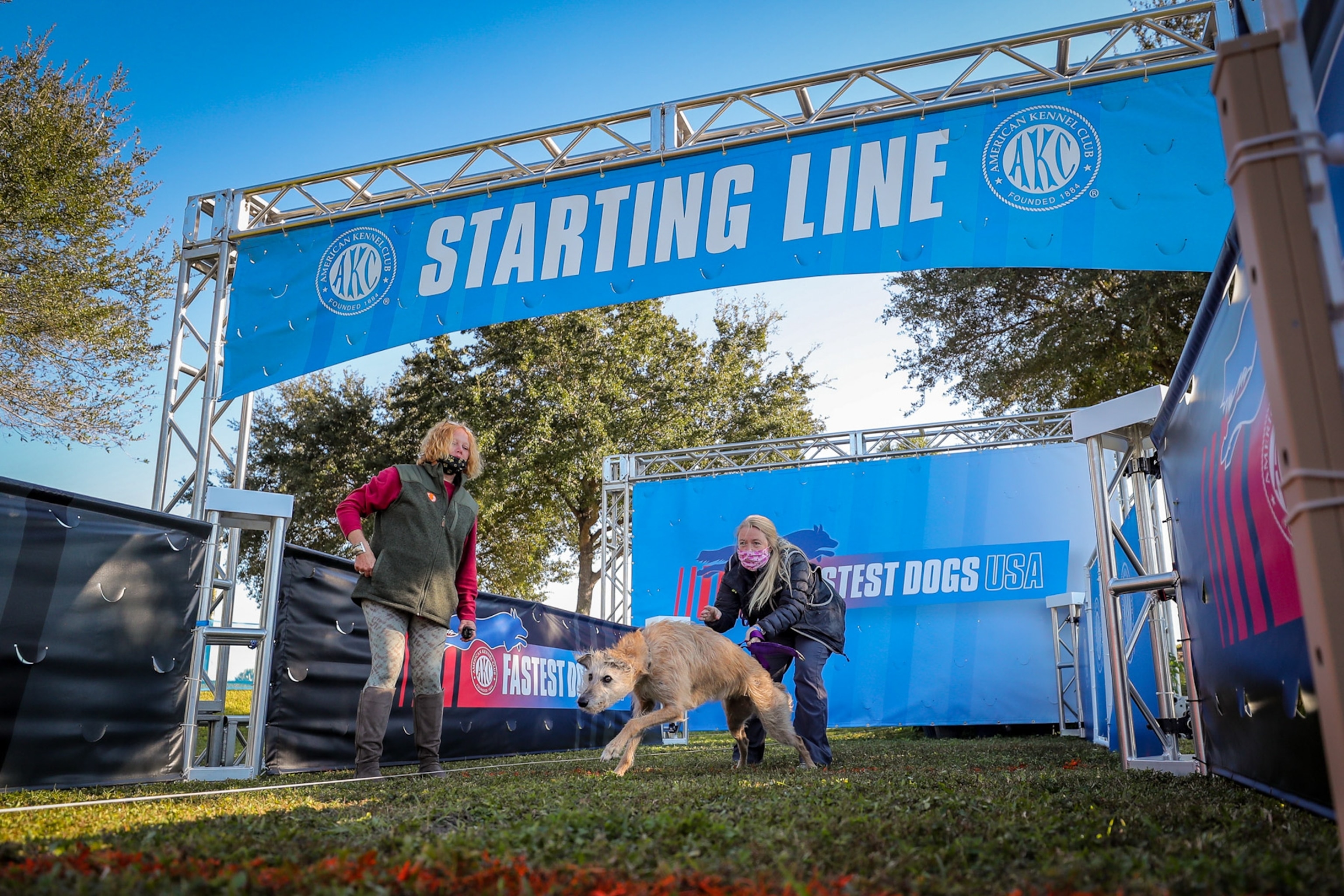 a dog running out of a starting gate