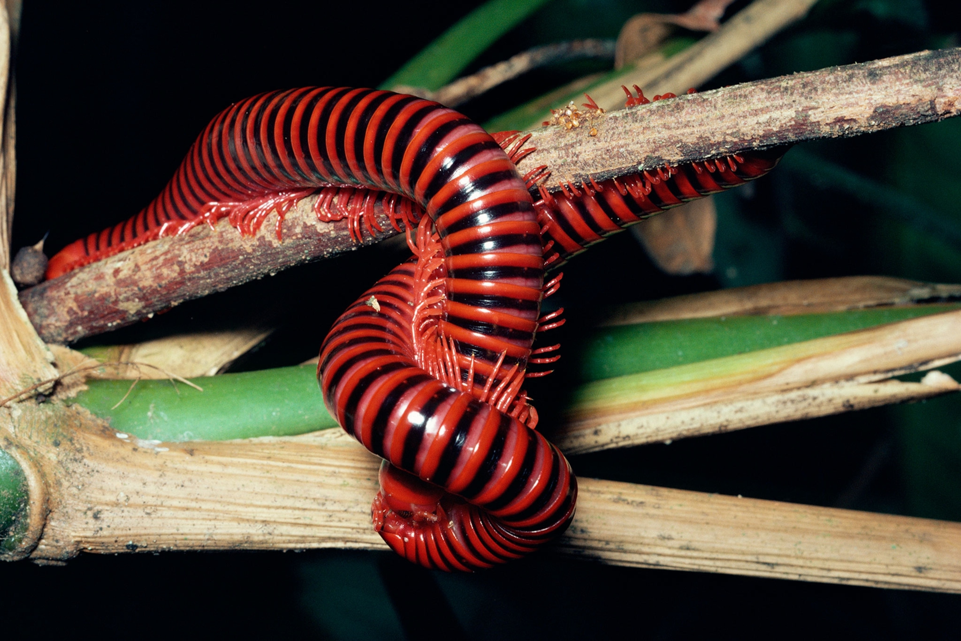 giant millipede pair mating in Costa Rica
