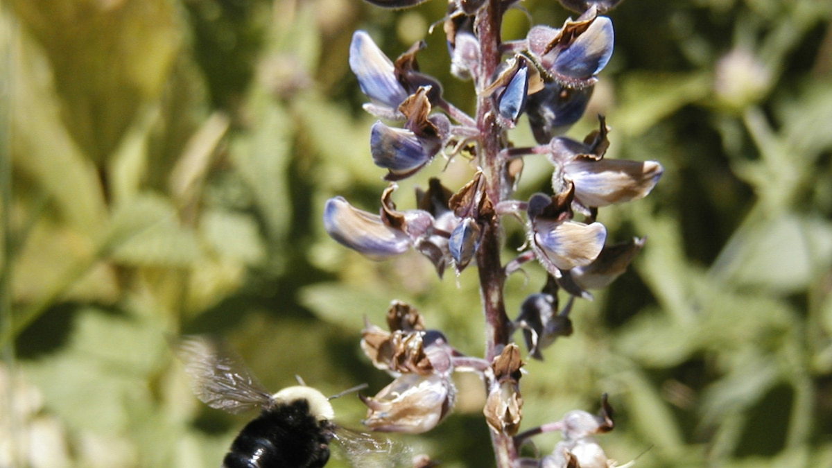 Bumblebee not seen since 2006 listed as endangered