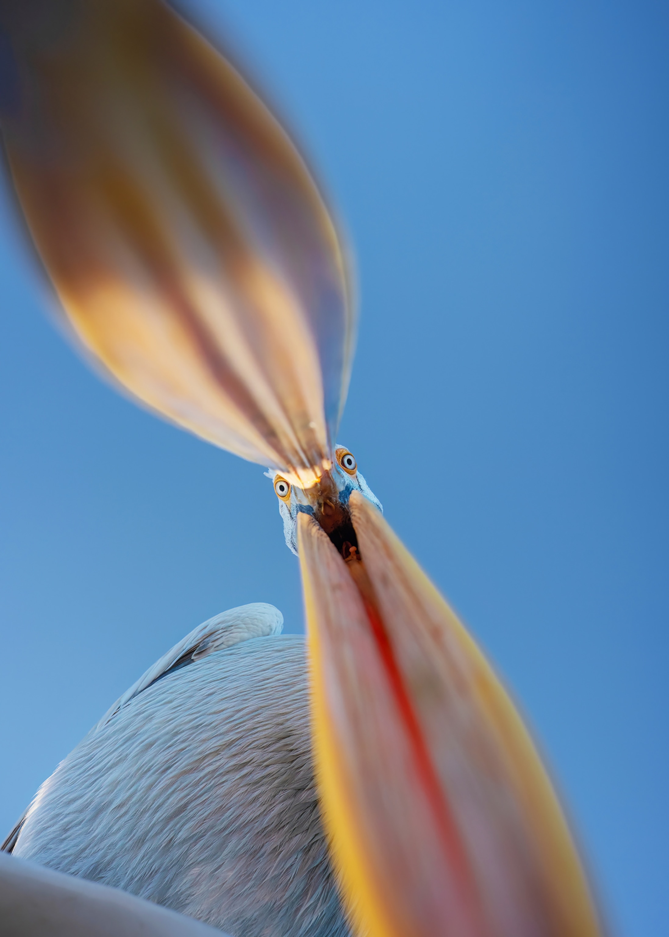 View of a pelican opening its bill.