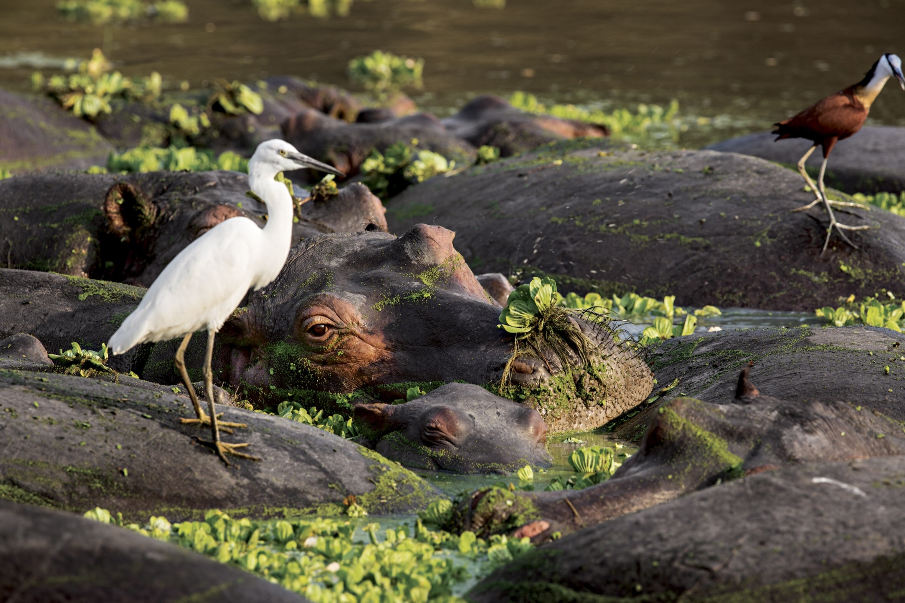 hippos and white egret in Zambia