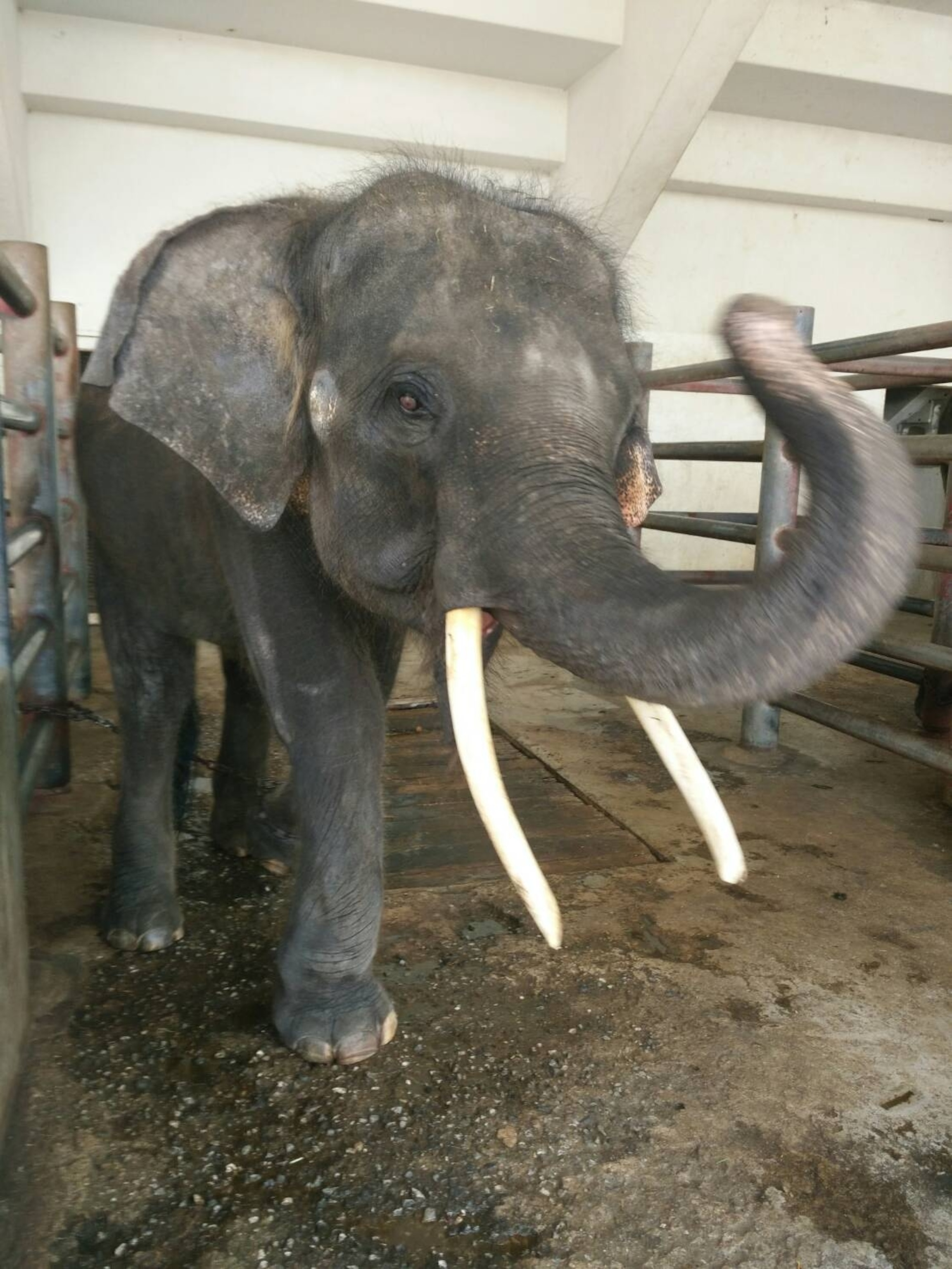 a elephant in an enclosure