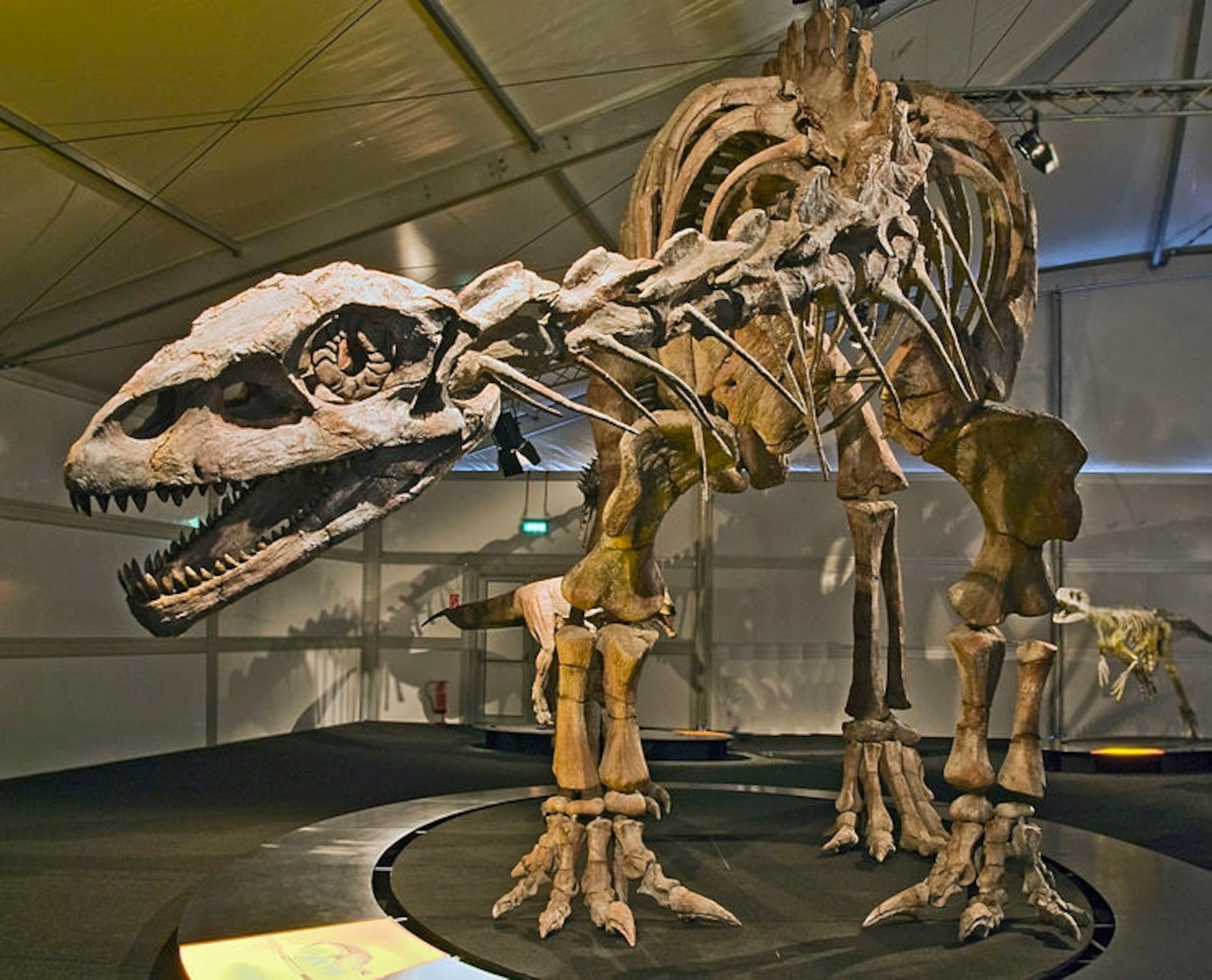 A reconstruction of Lessemsaurus, a close sauropodiform relative of Antetonitrus. Photo by Katharina Surhoff, distributed under a Attribution-NonCommercial-NonDerivative 3.0 (US) license.