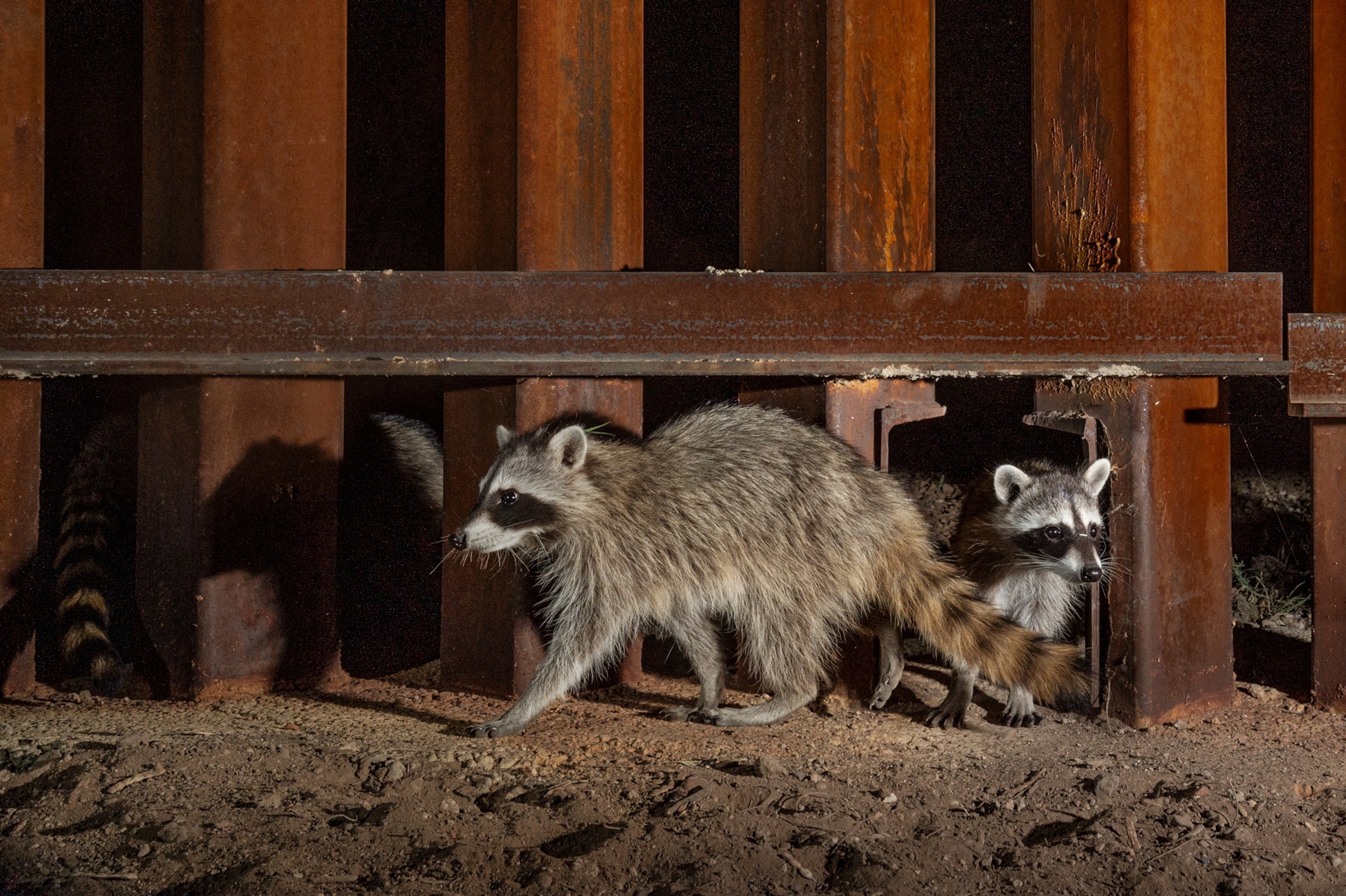 Animals walk beside the steel-slatted wall being built along the border between the United States and Mexico.