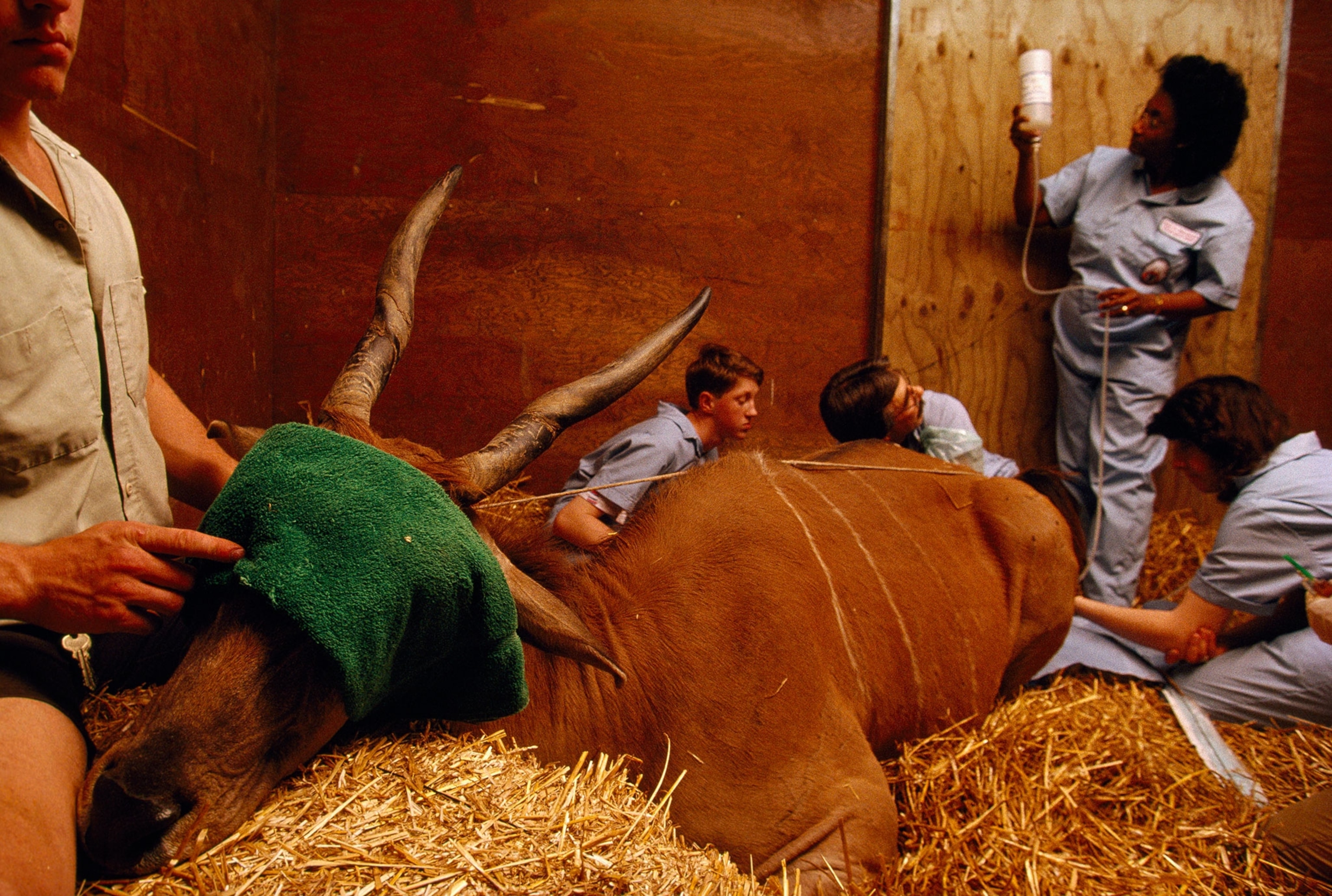 sedated African eland at Cincinnati Zoo