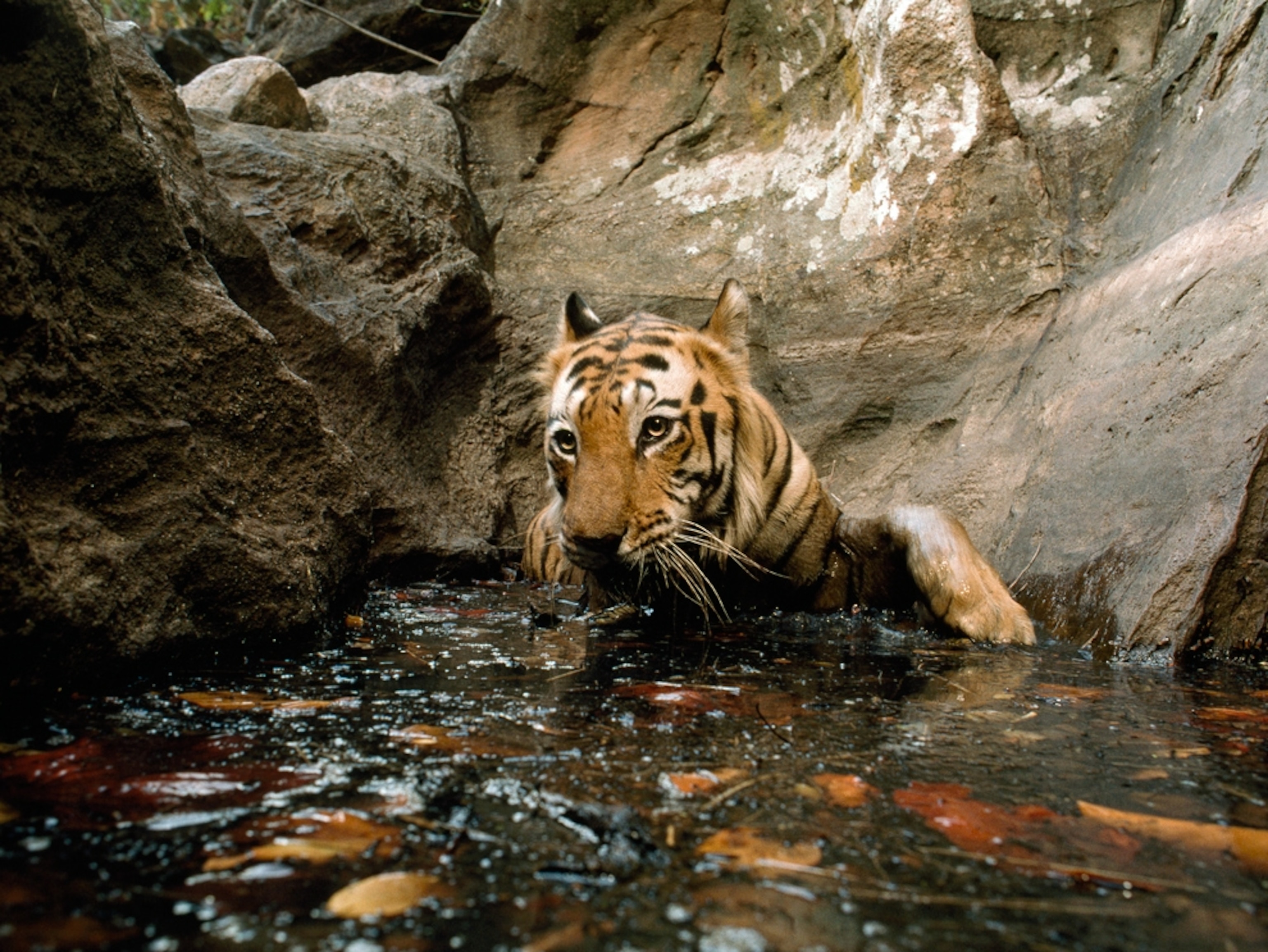 A tiger in water
