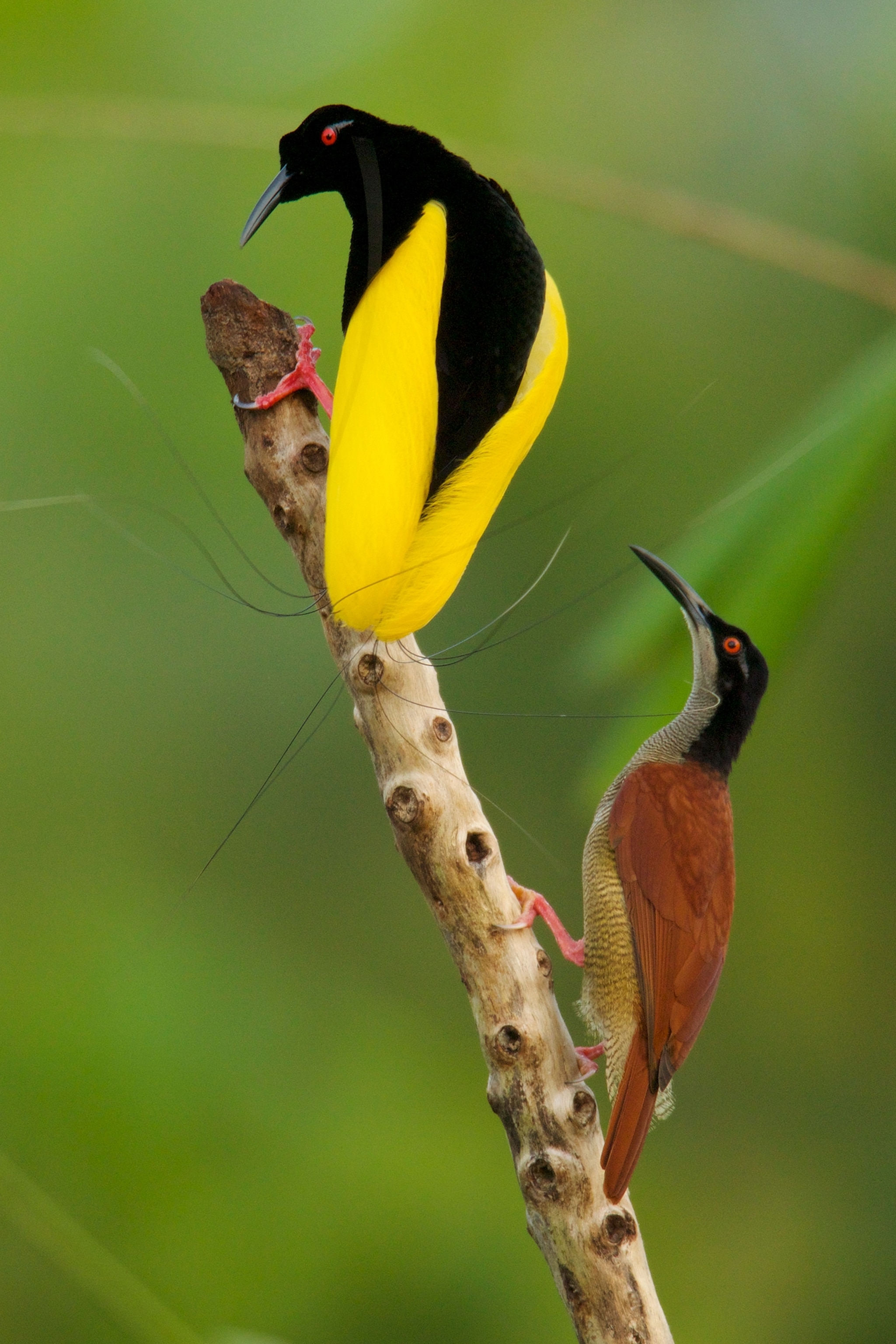 Twelve-wired Bird of Paradise (Seleucidis melanoleuca) male displaying to a female at his display pole in the swamp rain foerst at Nimbokrang, Papau, Indonesia, Island of New Guinea. He is using his unusual wire-like feathers to brush the female in the face.