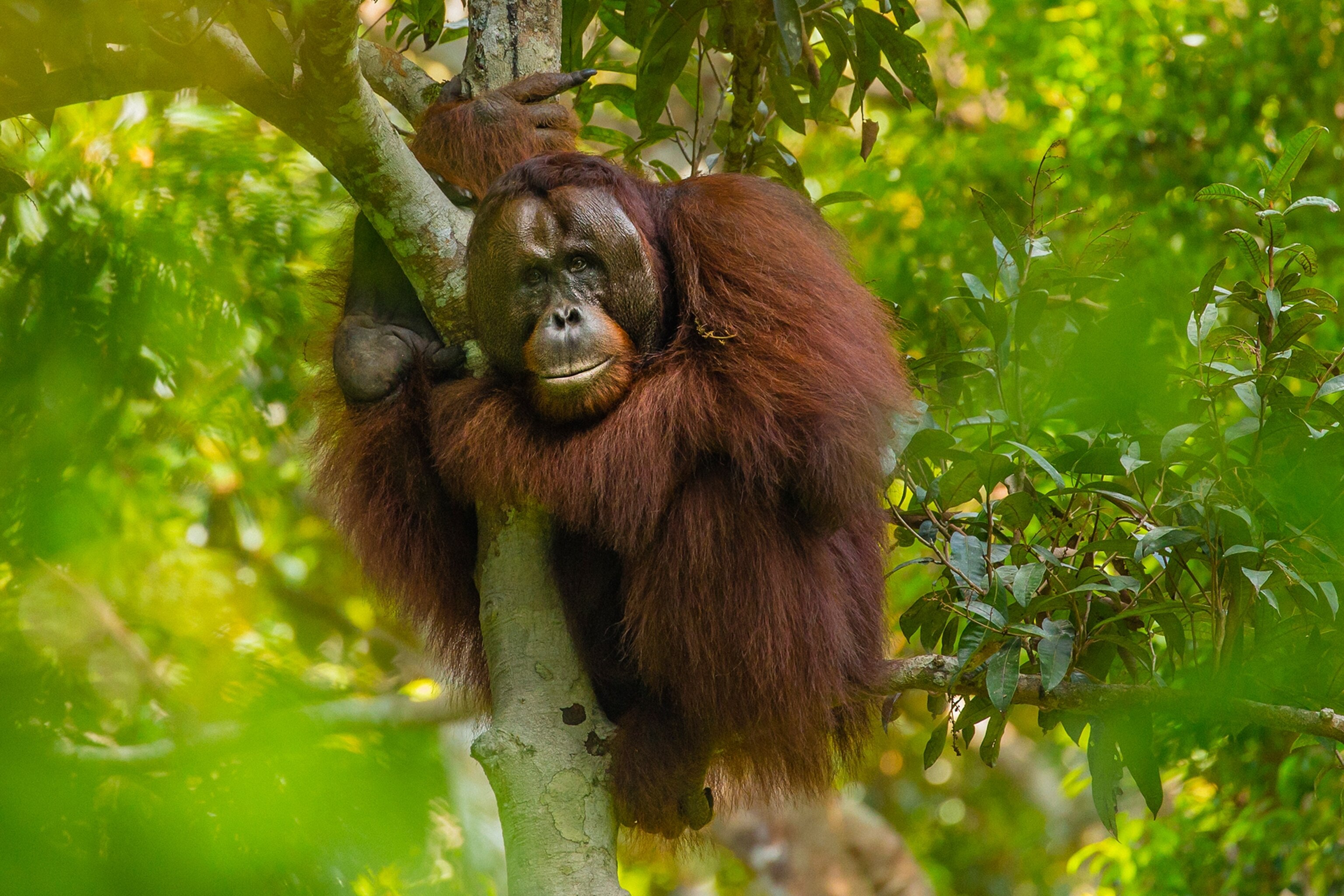 orangutan clinging to a tree