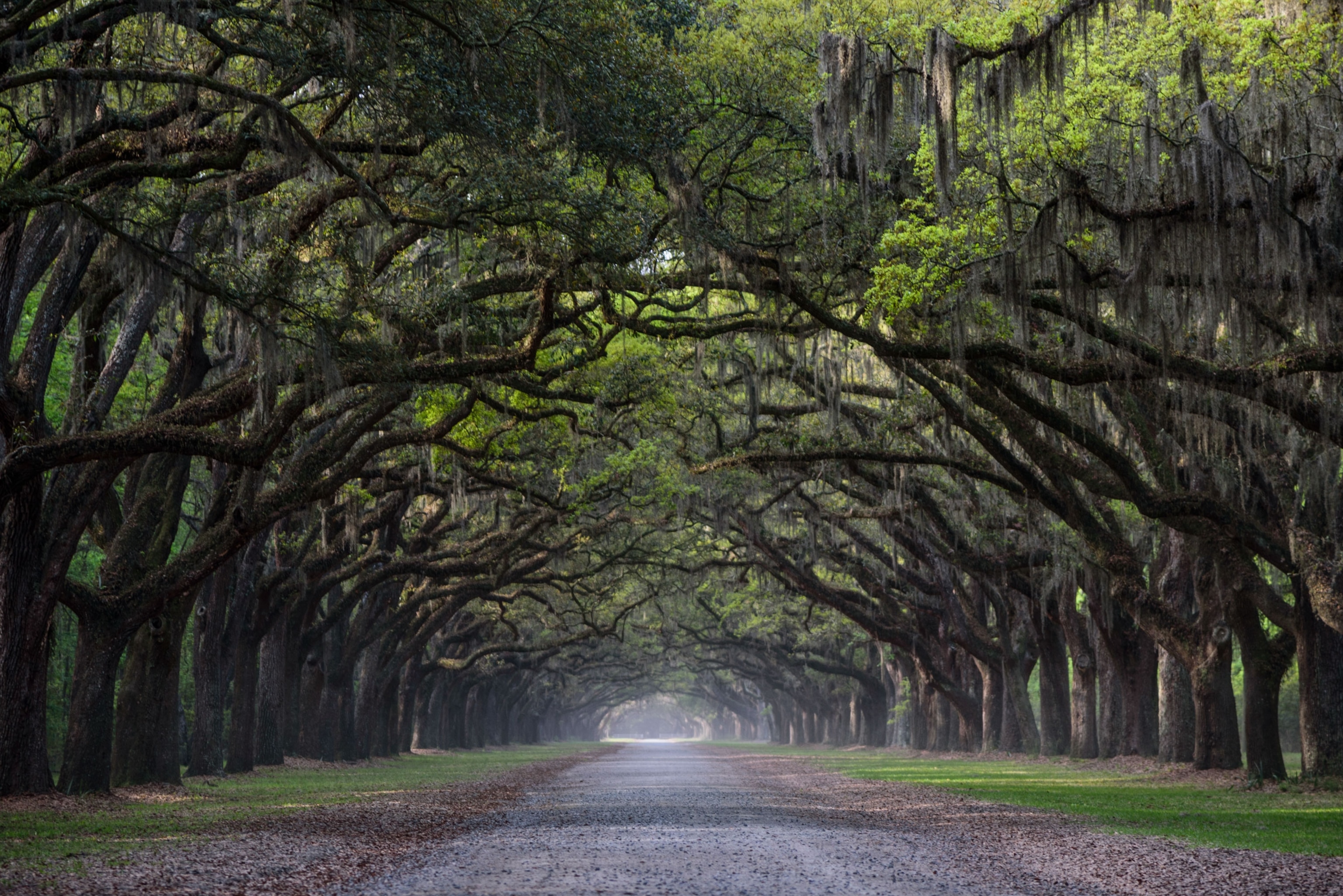 trees in Savannah, Georgia