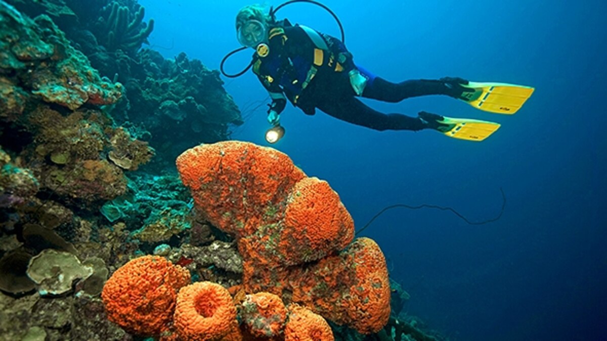 Adventure 101 Shore Diving in Bonaire