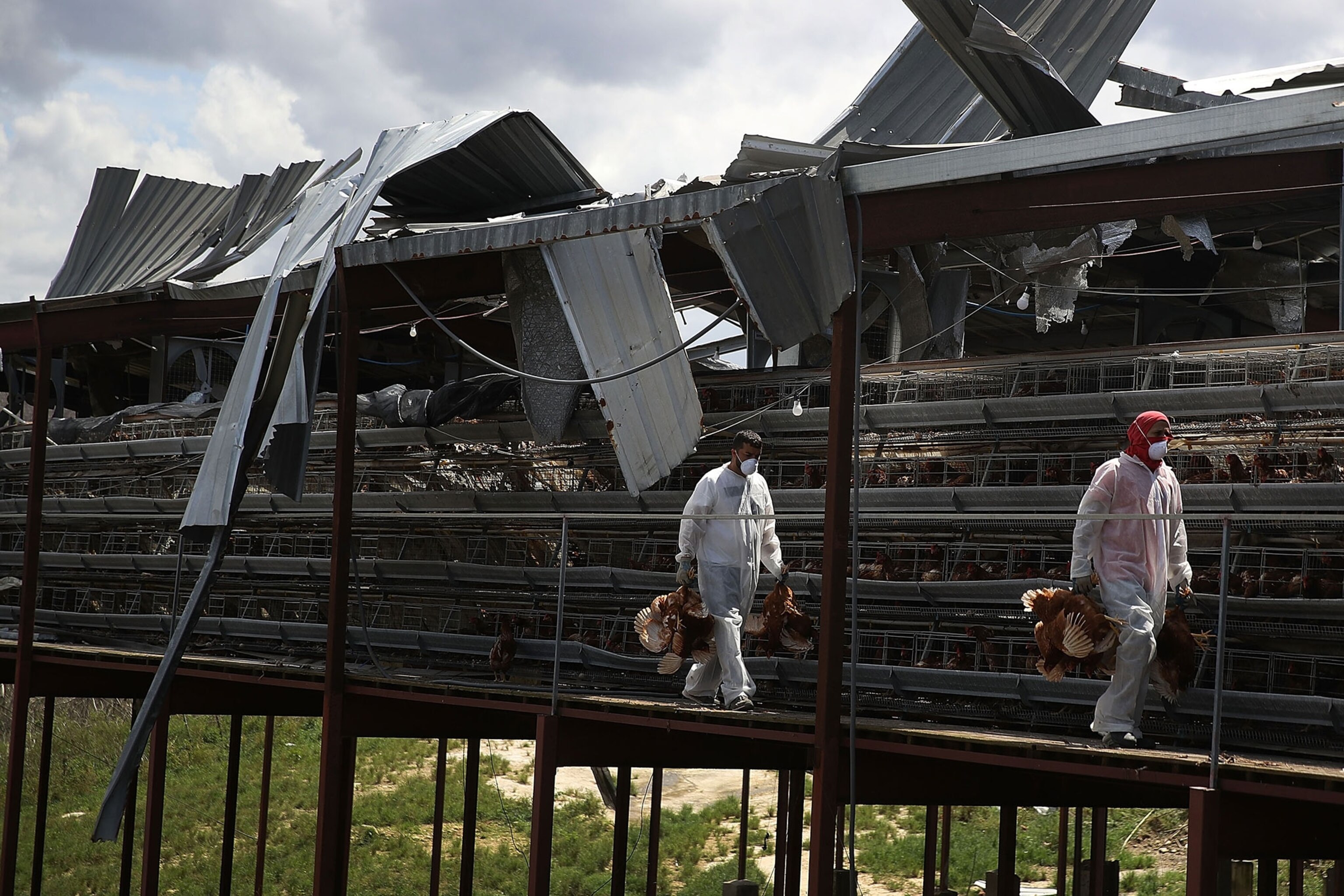 a chicken farm in Puerto Rico