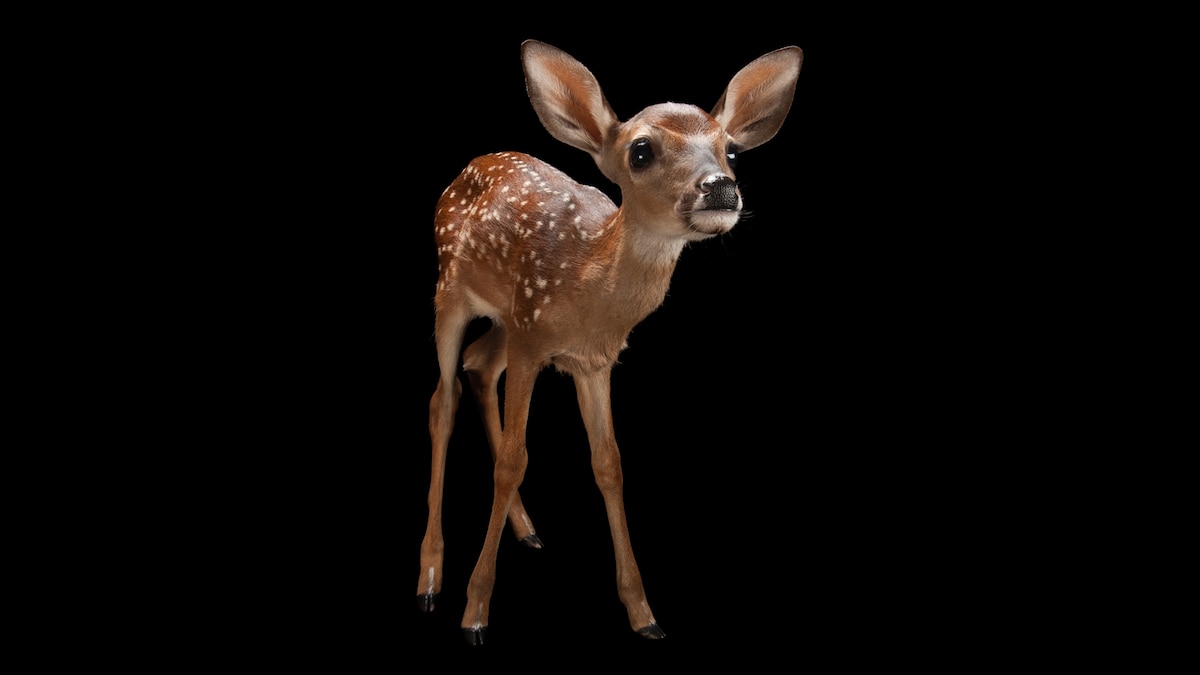 White-Tailed Deer | National Geographic