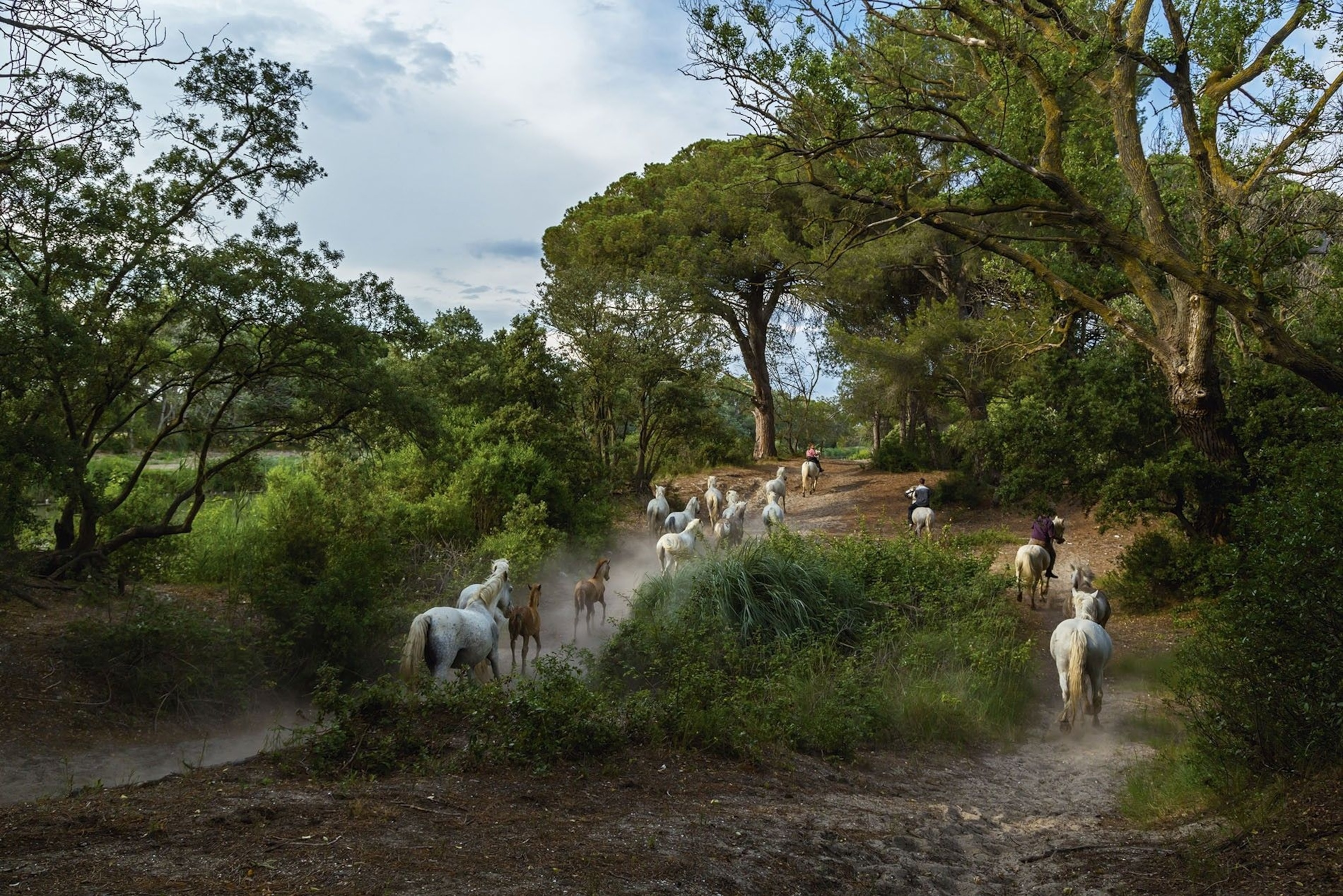 Wild horses of the Camargue near Aigues-Mortes.