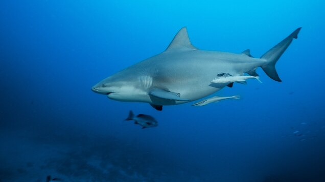 Bull Shark National Geographic