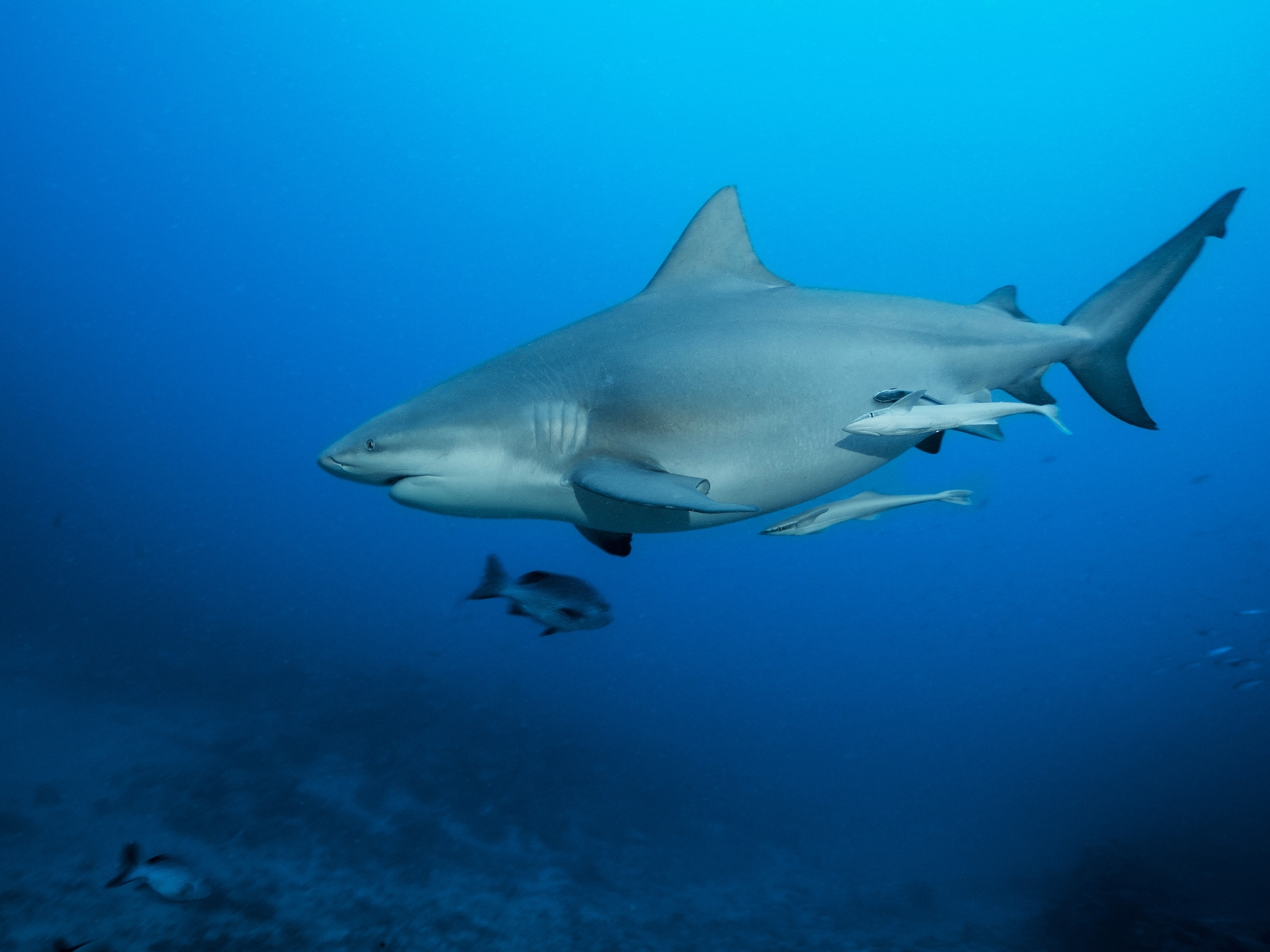 Most Dangerous Sharks In The World