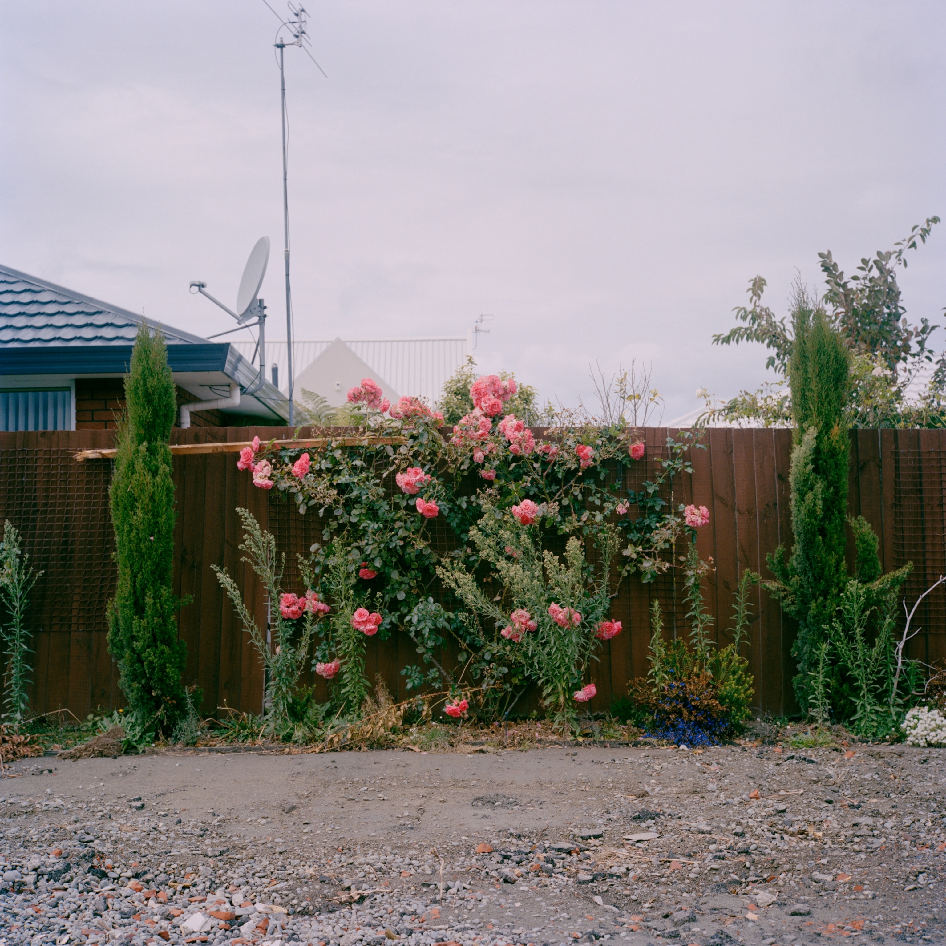 rosebush in rubble